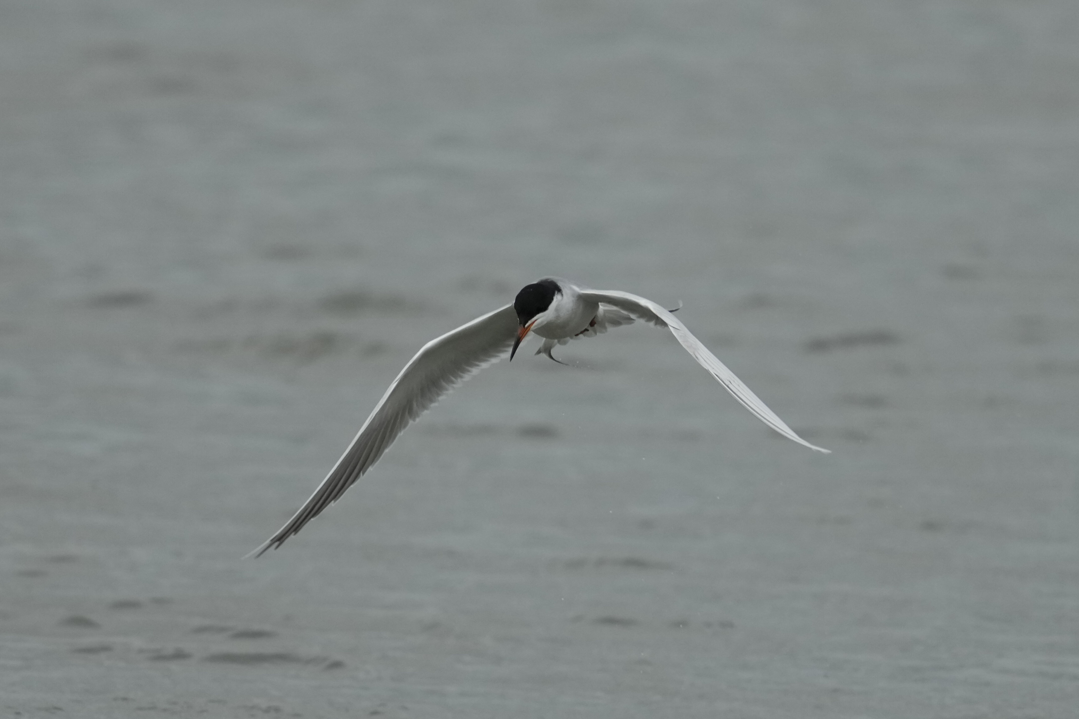 Don Edwards San Francisco Bay National Wildlife Refuge - Ravenswood