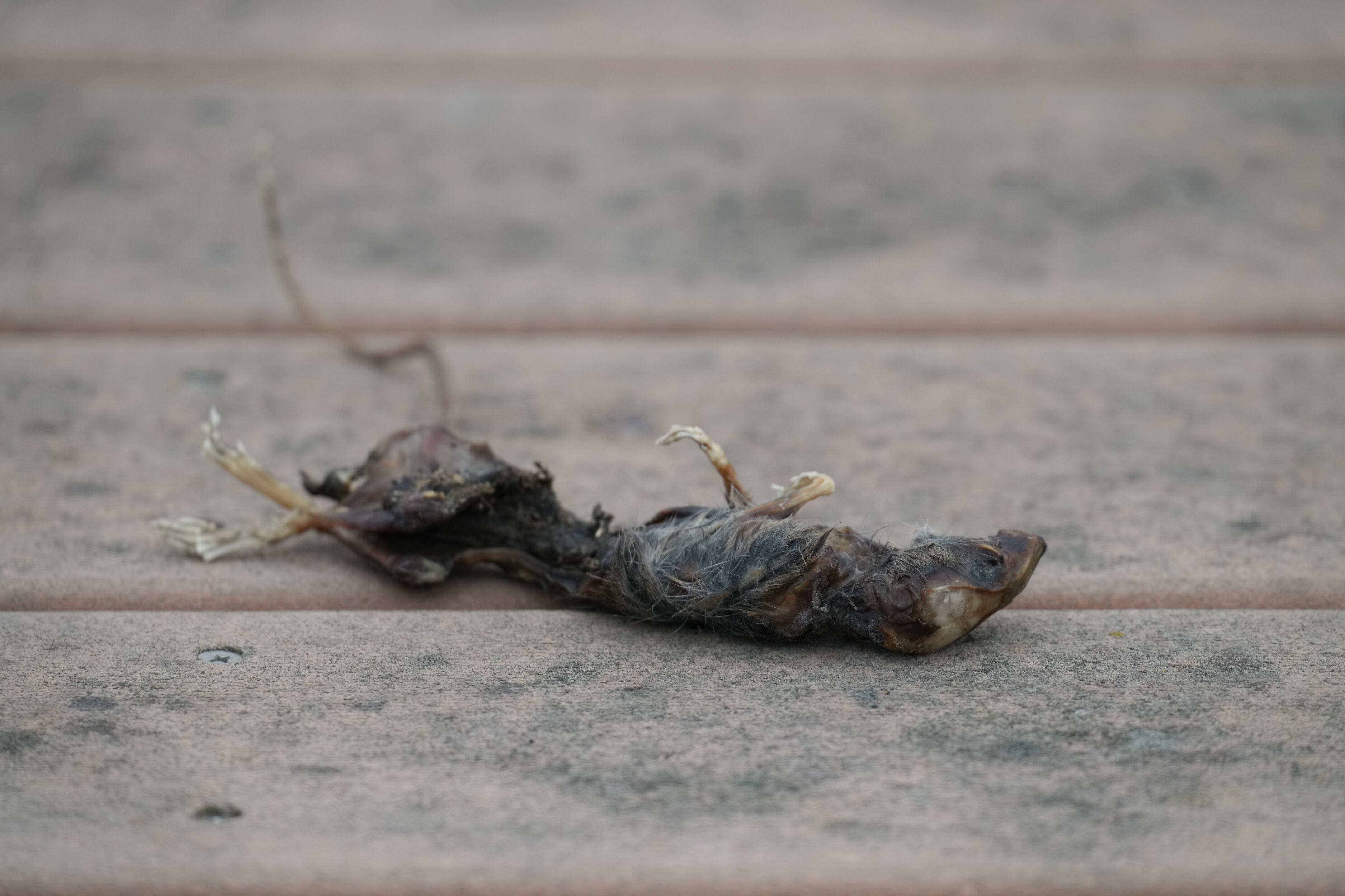 Don Edwards San Francisco Bay National Wildlife Refuge - Ravenswood