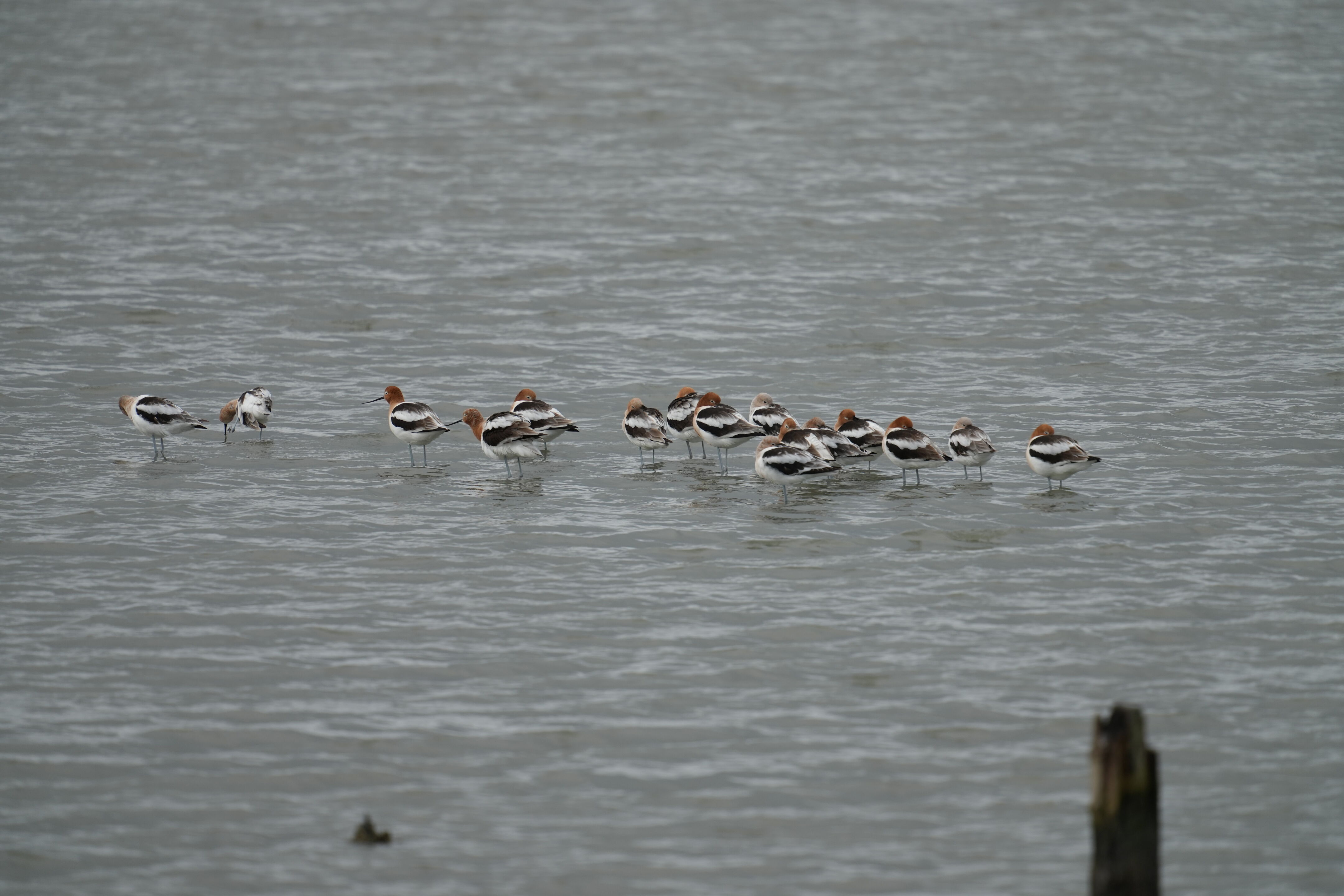 Don Edwards San Francisco Bay National Wildlife Refuge - Ravenswood
