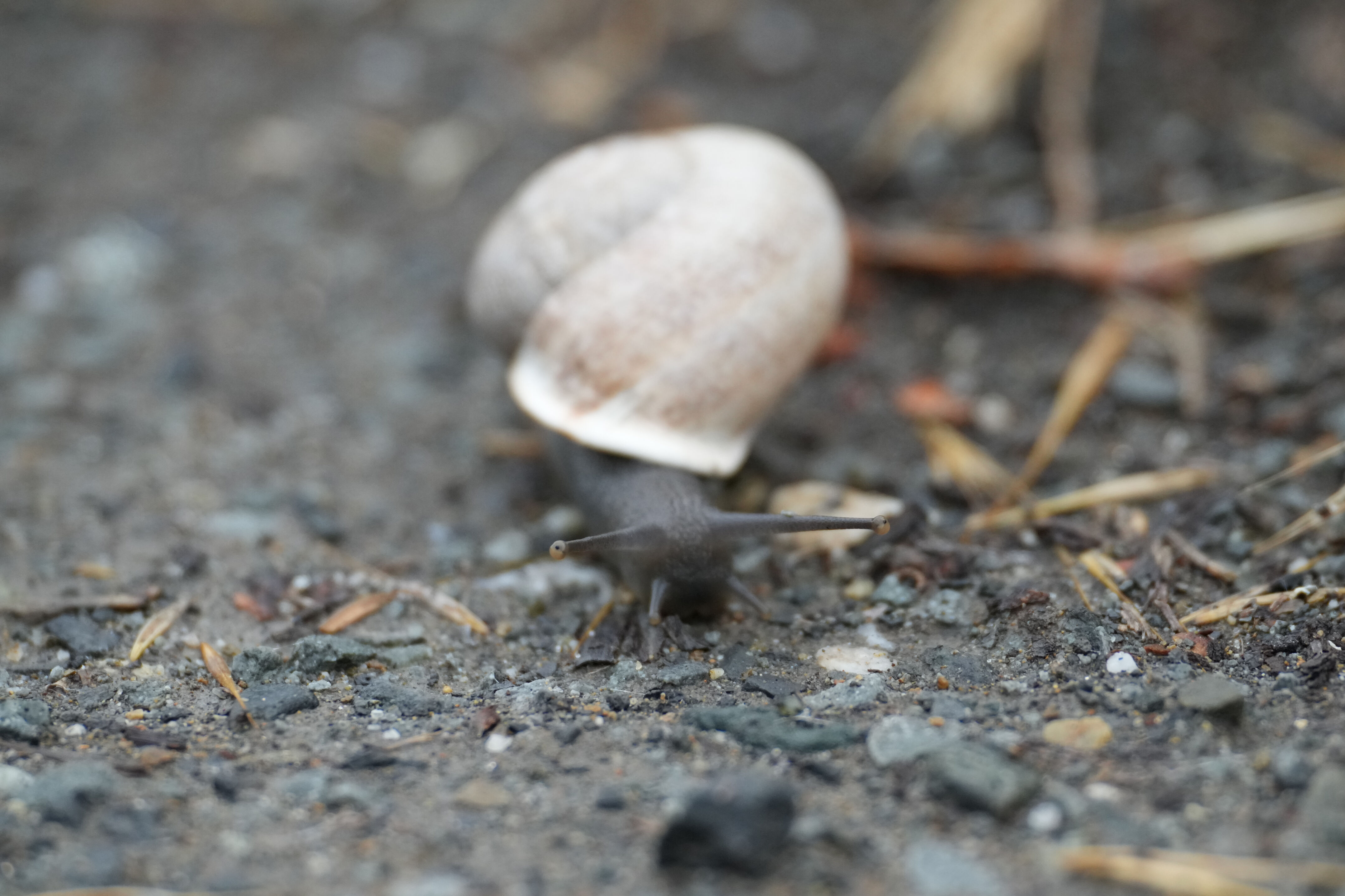 Don Edwards San Francisco Bay National Wildlife Refuge - Ravenswood