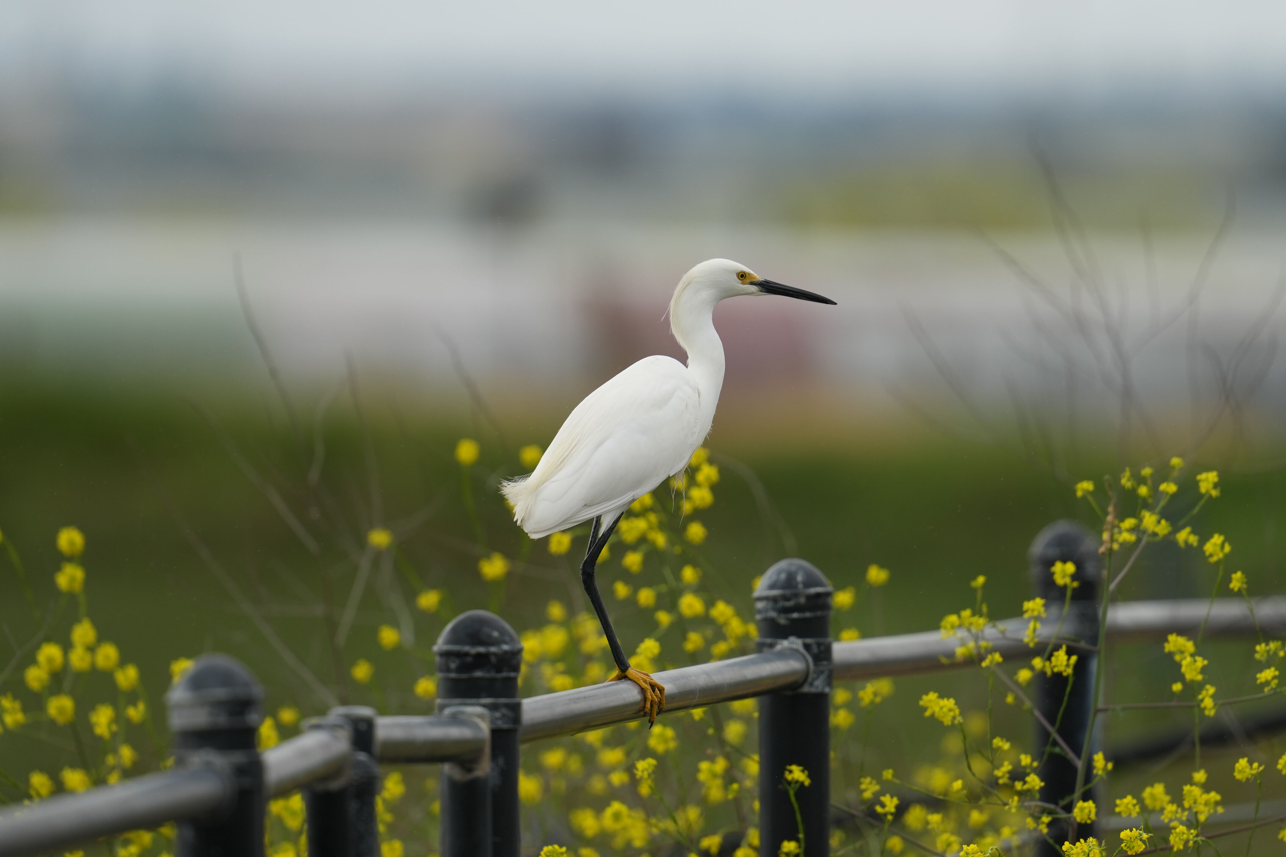 Don Edwards San Francisco Bay National Wildlife Refuge - Ravenswood