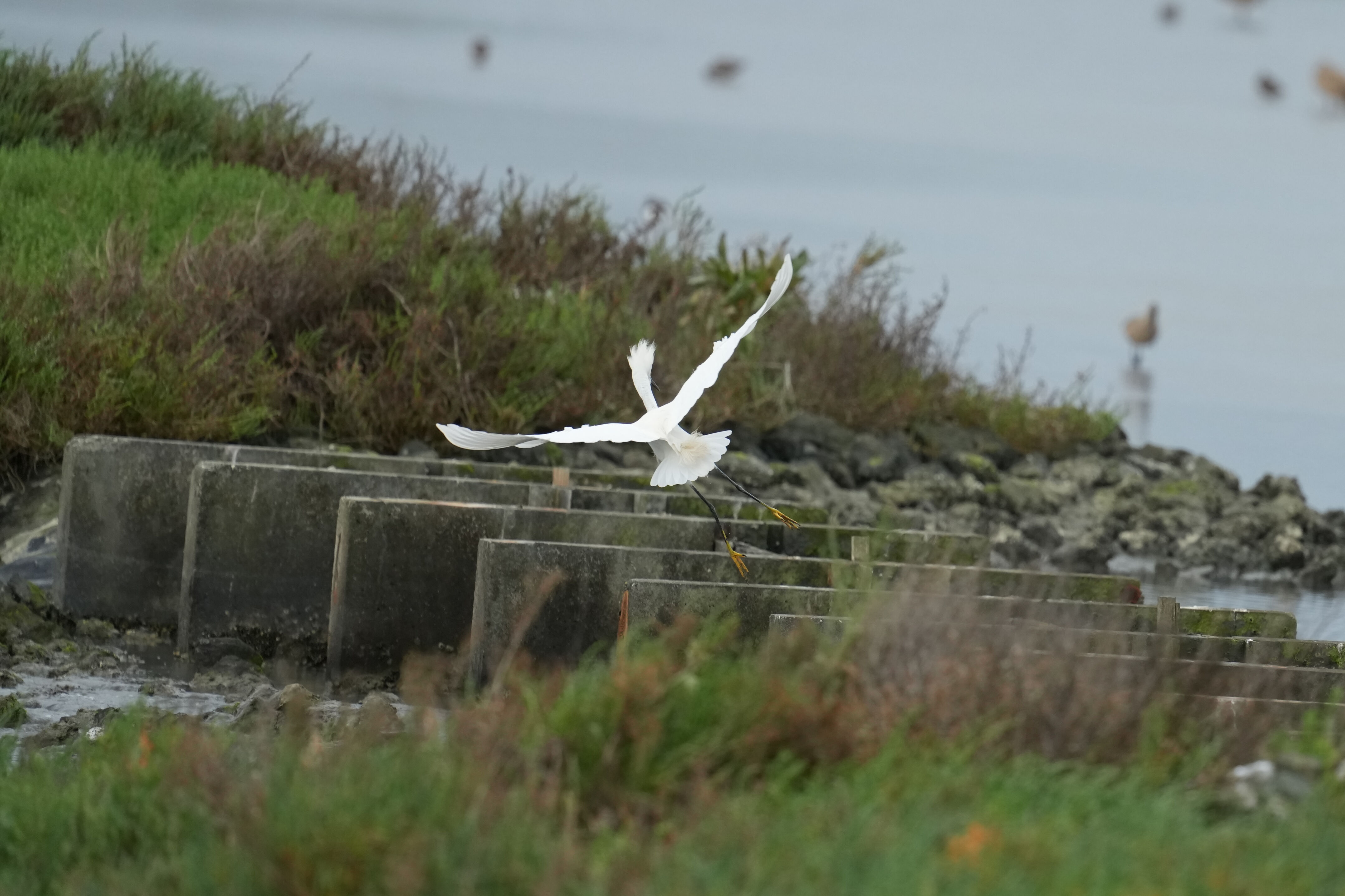 Don Edwards San Francisco Bay National Wildlife Refuge - Ravenswood