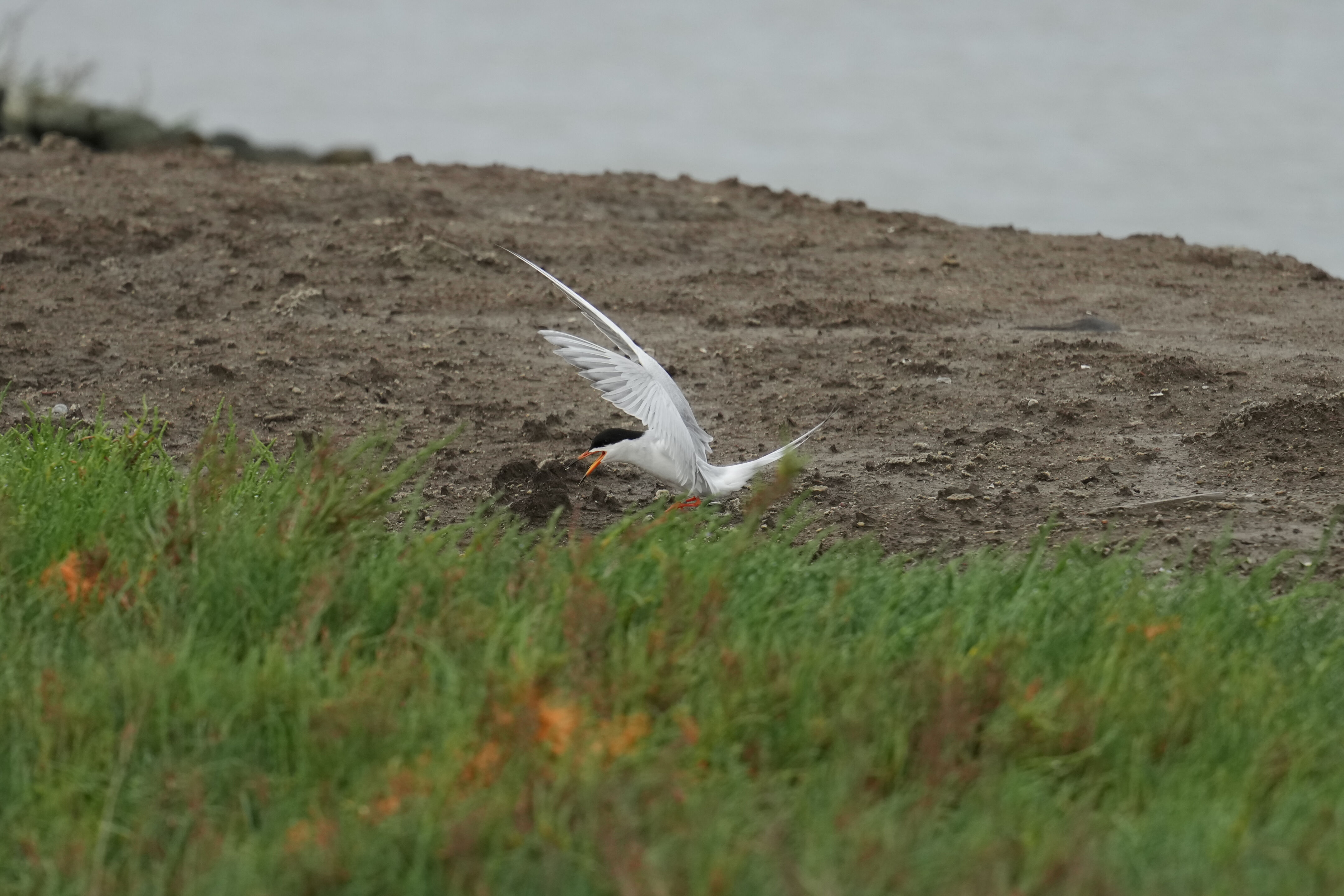 Don Edwards San Francisco Bay National Wildlife Refuge - Ravenswood