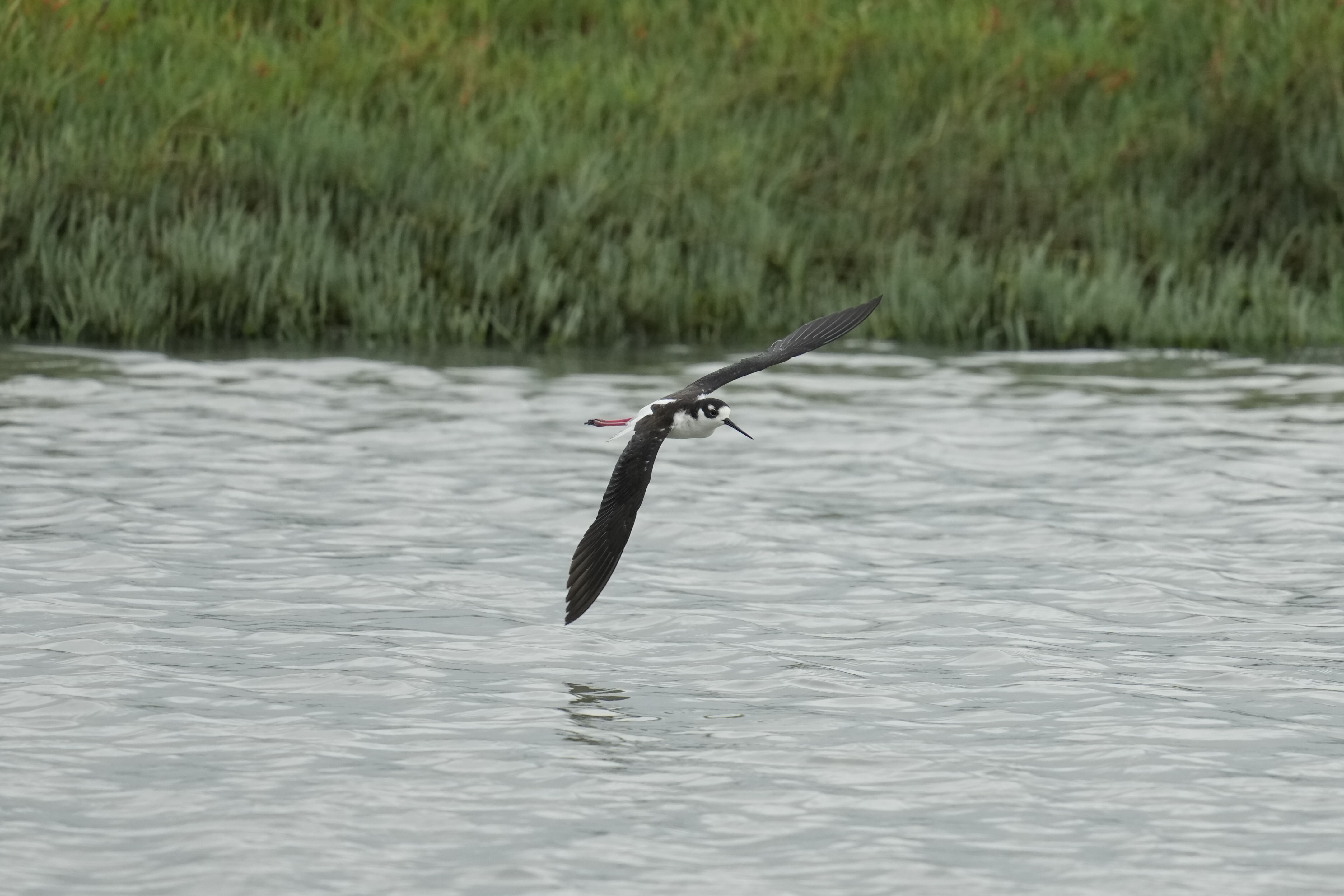 Don Edwards San Francisco Bay National Wildlife Refuge - Ravenswood