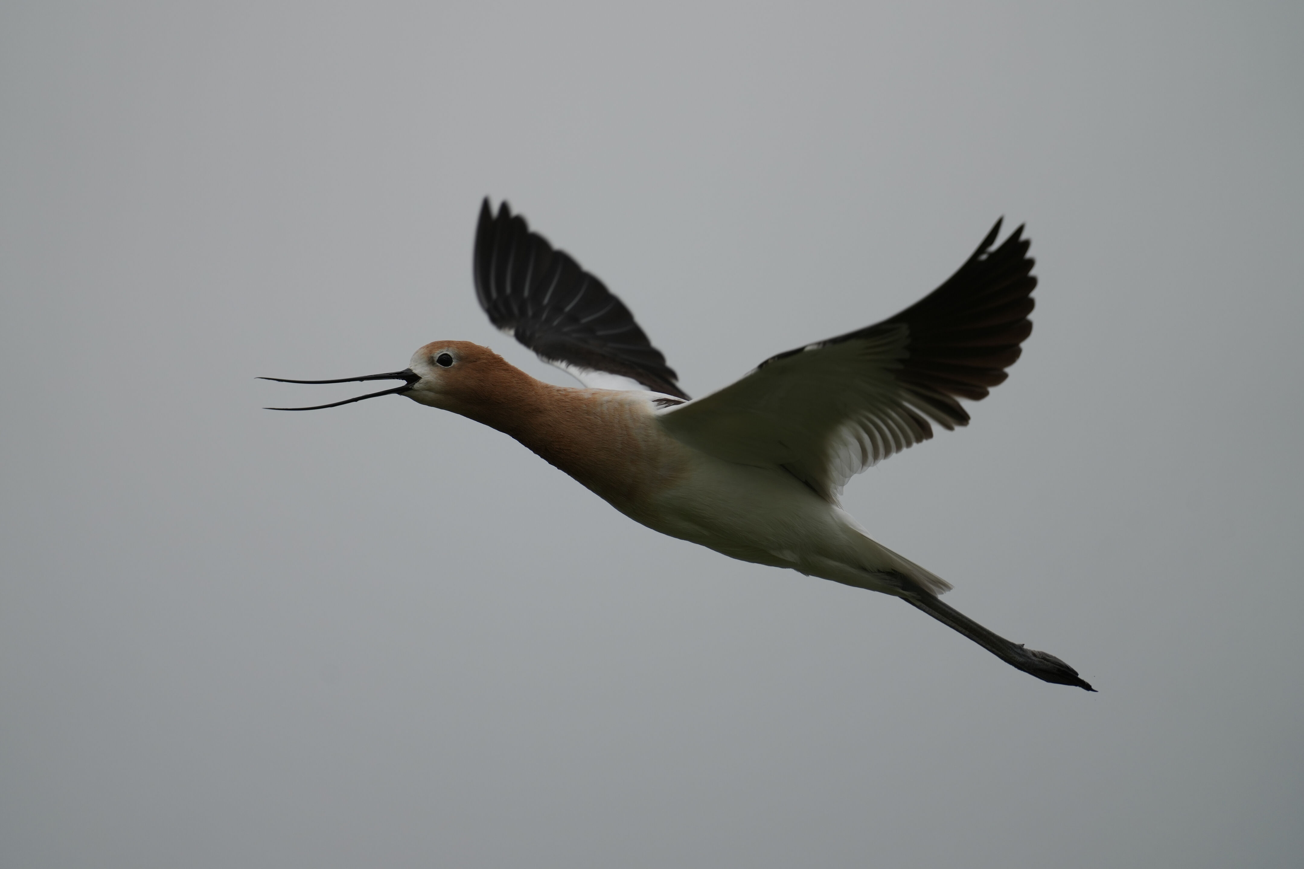 Don Edwards San Francisco Bay National Wildlife Refuge - Ravenswood