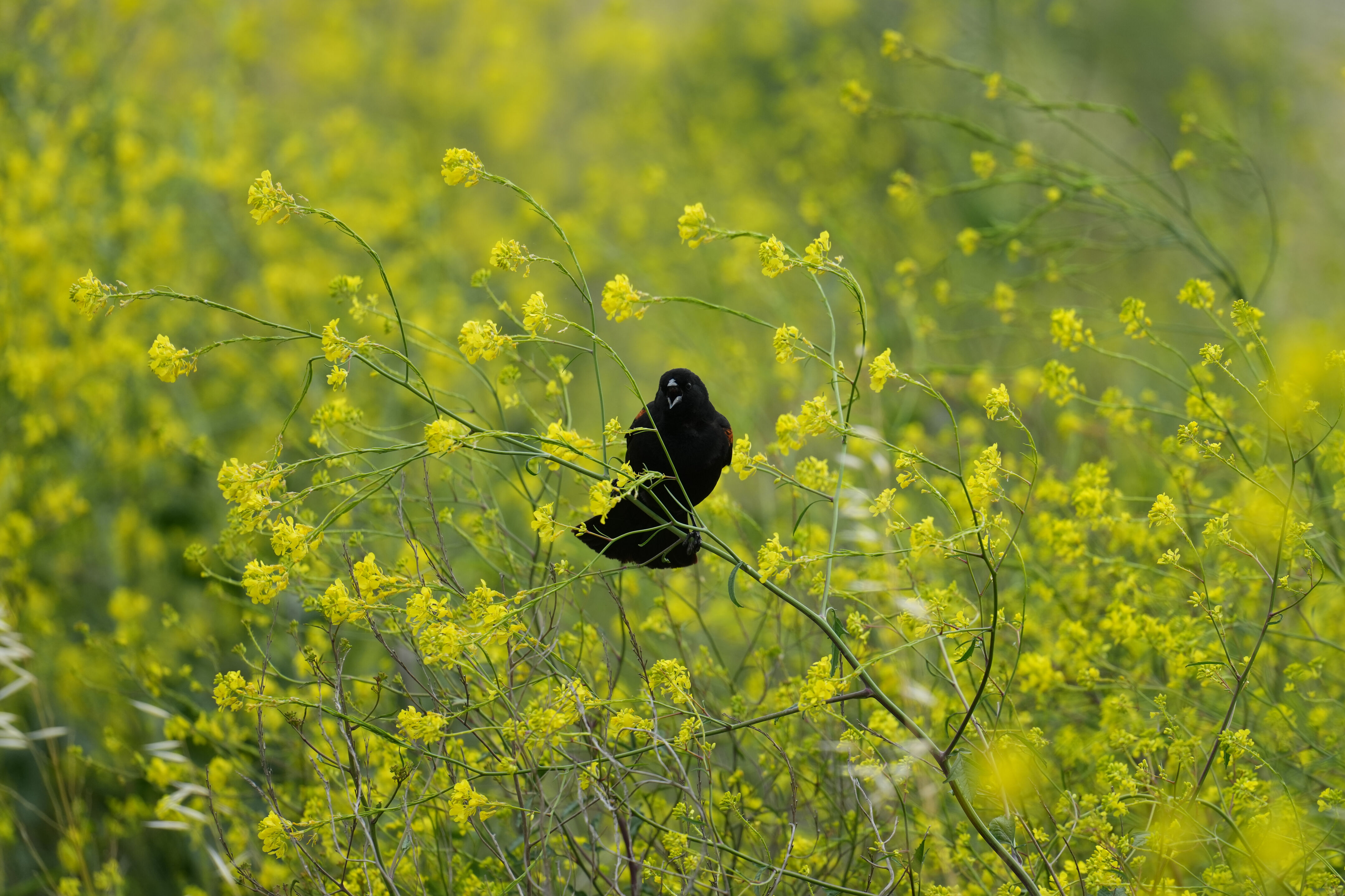 Don Edwards San Francisco Bay National Wildlife Refuge - Ravenswood