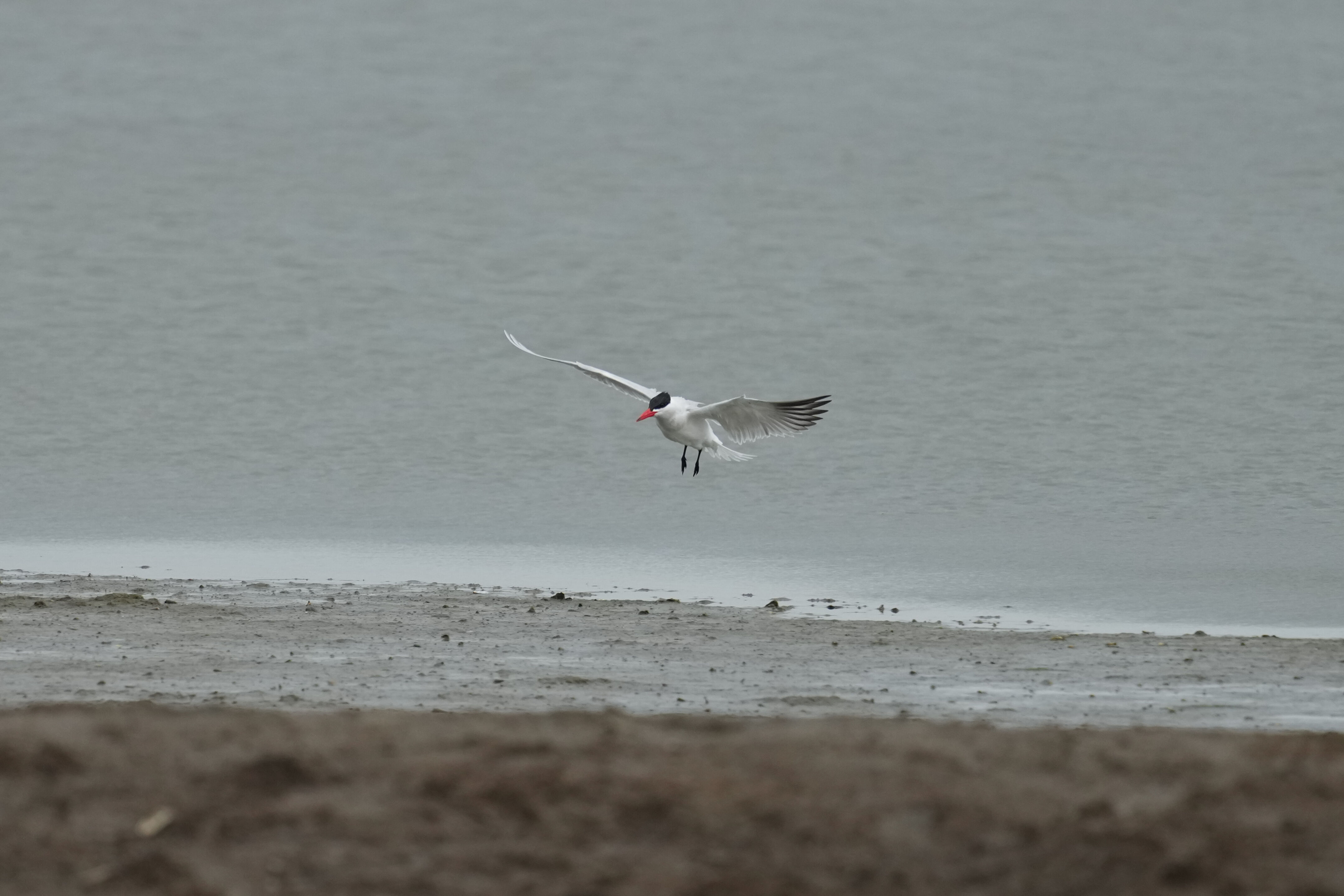 Don Edwards San Francisco Bay National Wildlife Refuge - Ravenswood
