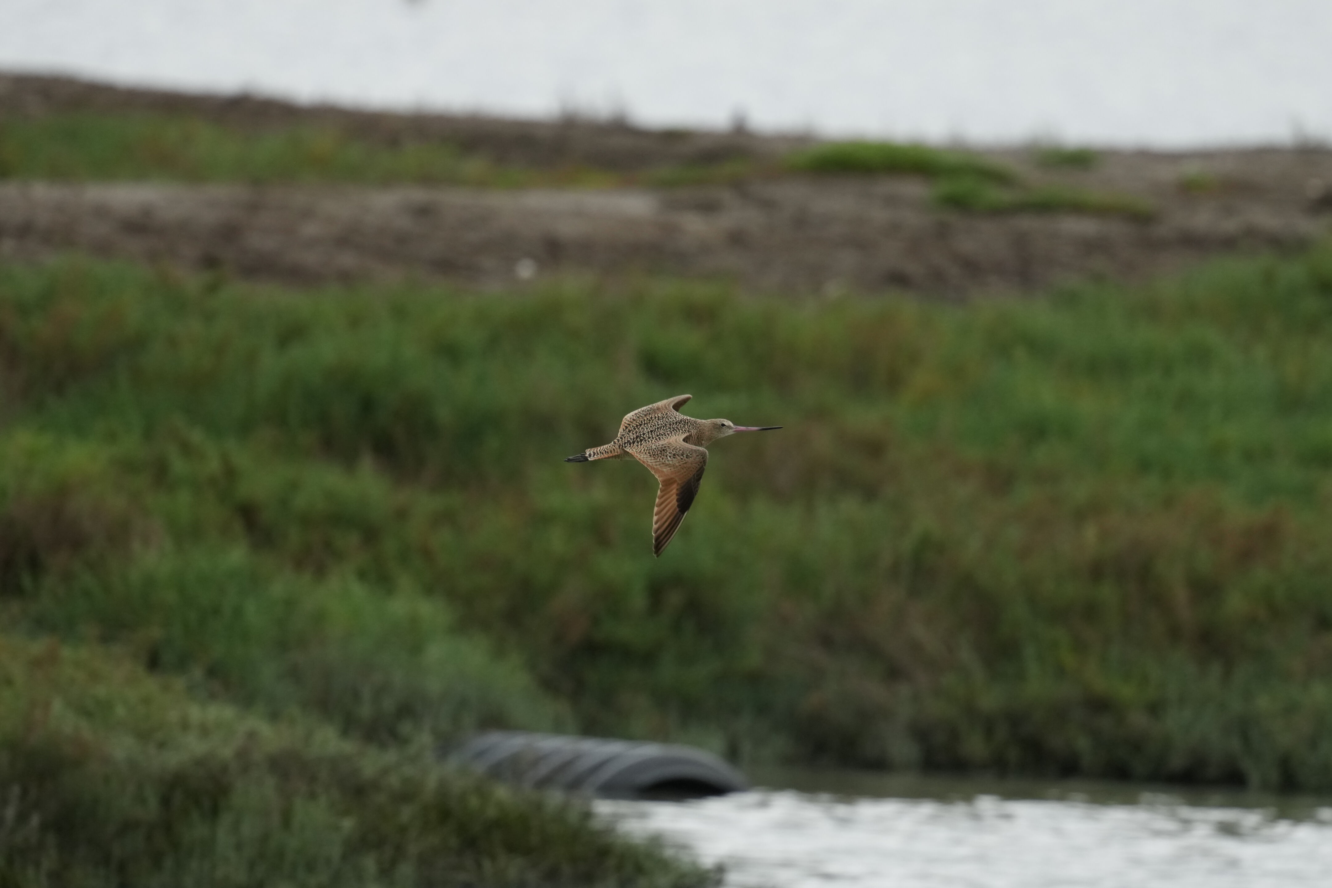 Don Edwards San Francisco Bay National Wildlife Refuge - Ravenswood