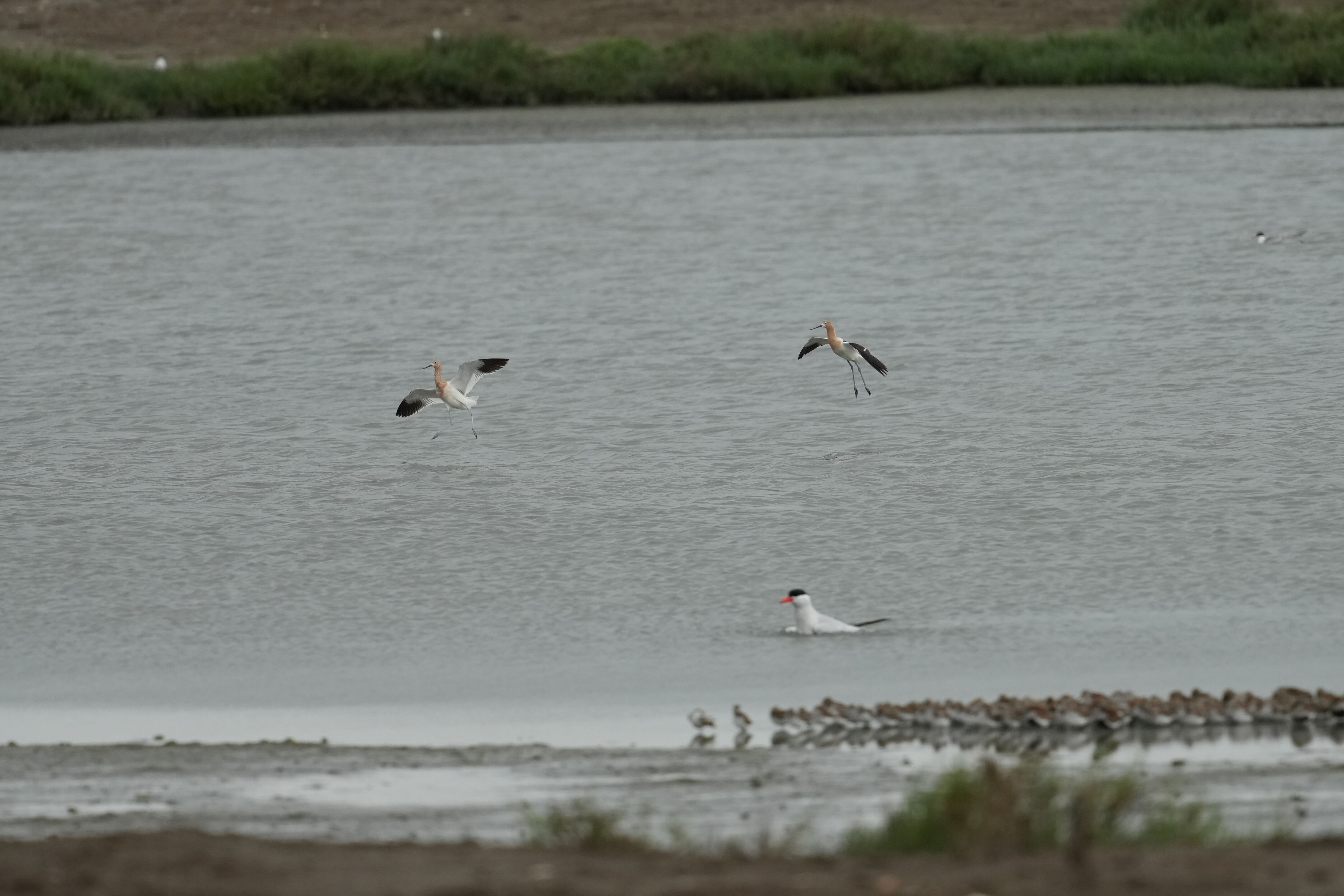 Don Edwards San Francisco Bay National Wildlife Refuge - Ravenswood