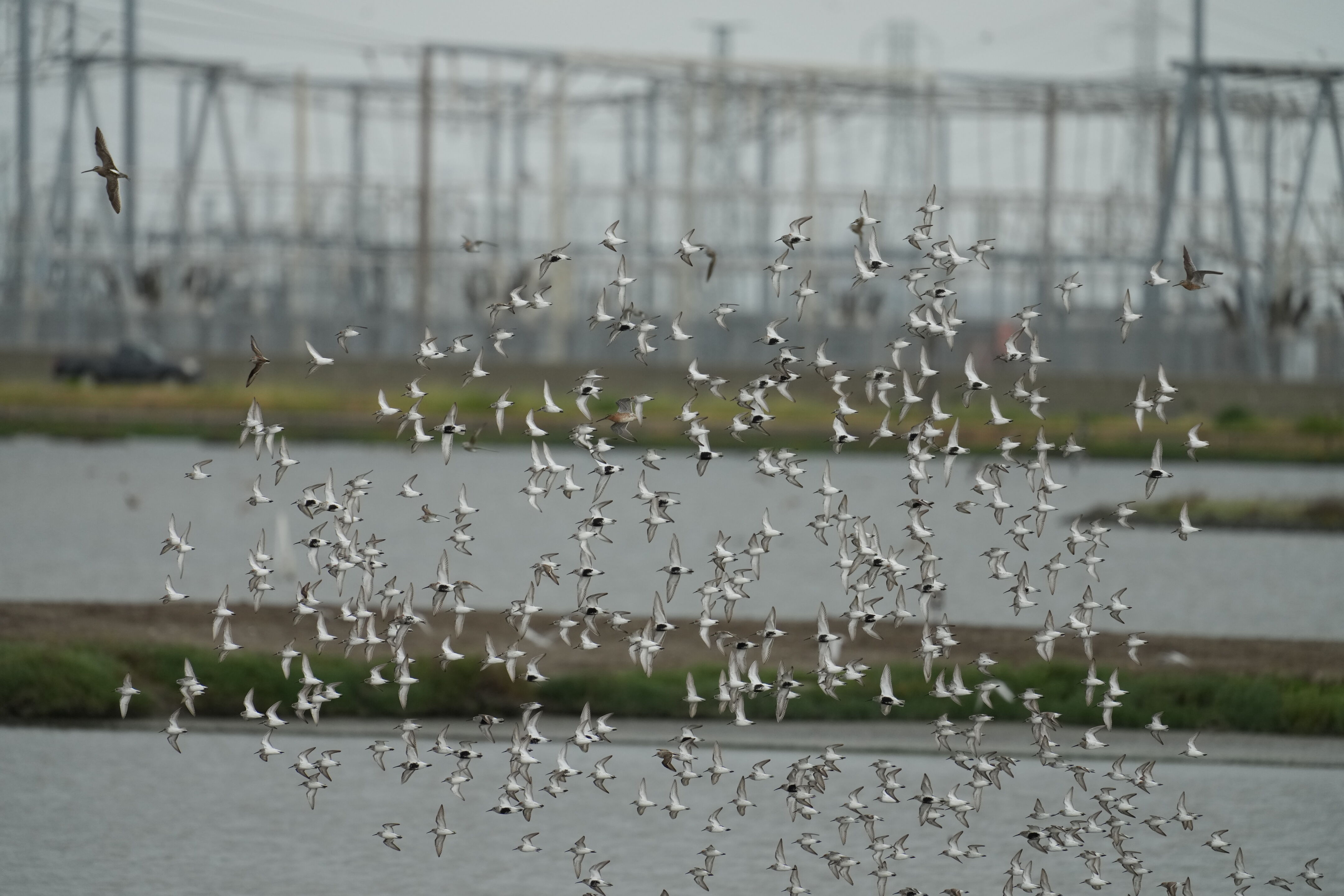 Don Edwards San Francisco Bay National Wildlife Refuge - Ravenswood
