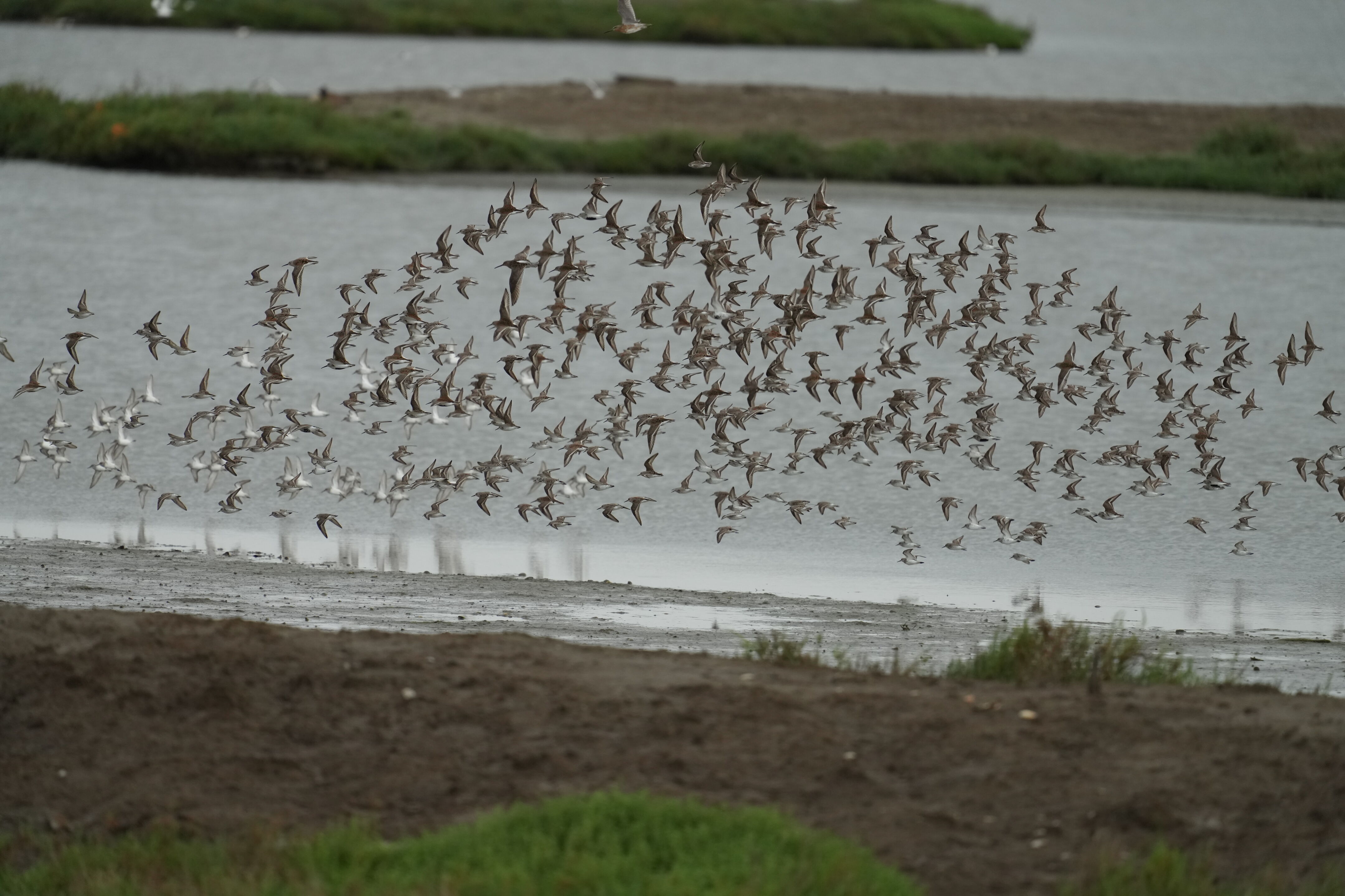 Don Edwards San Francisco Bay National Wildlife Refuge - Ravenswood