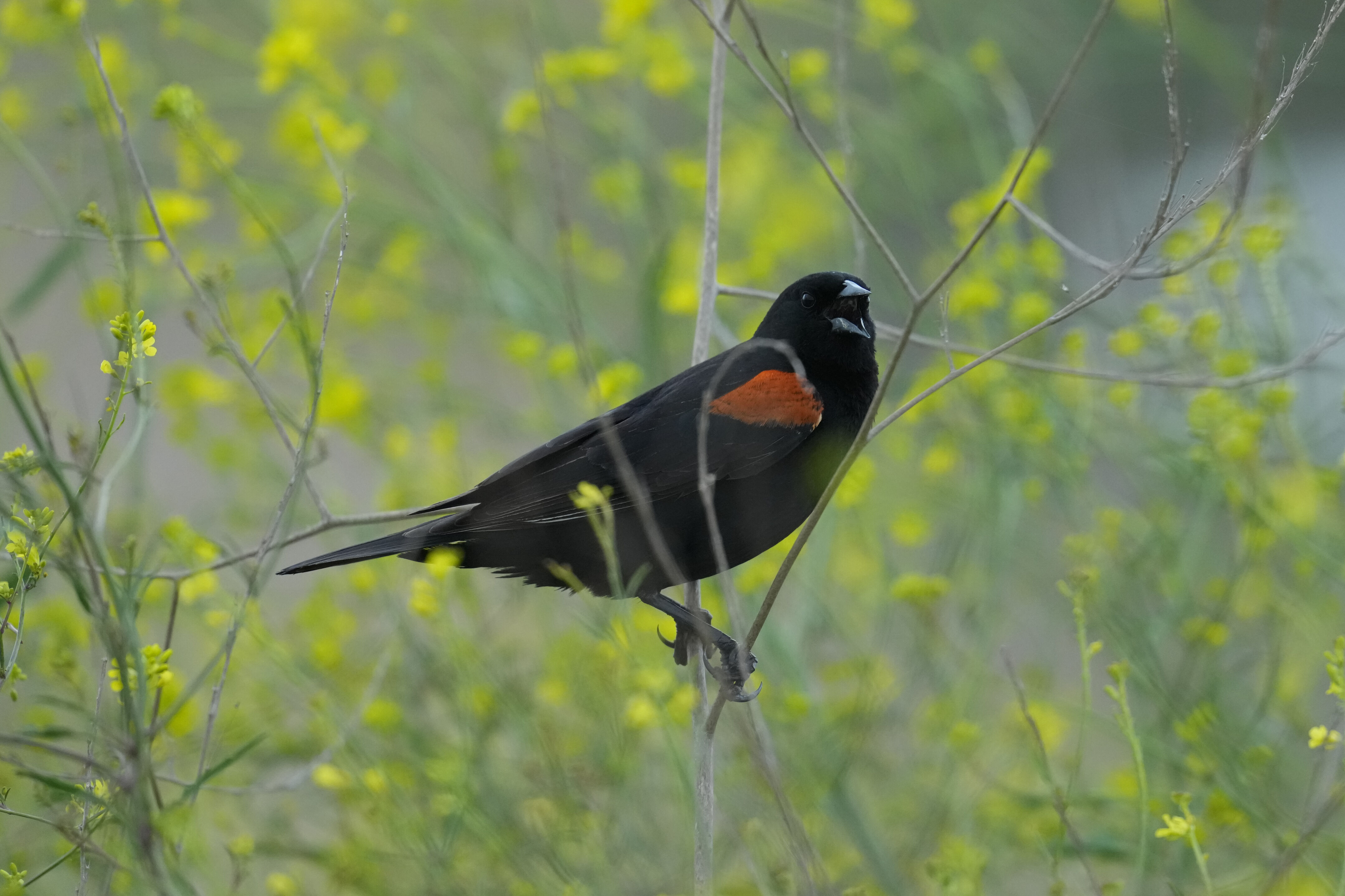 Don Edwards San Francisco Bay National Wildlife Refuge - Ravenswood