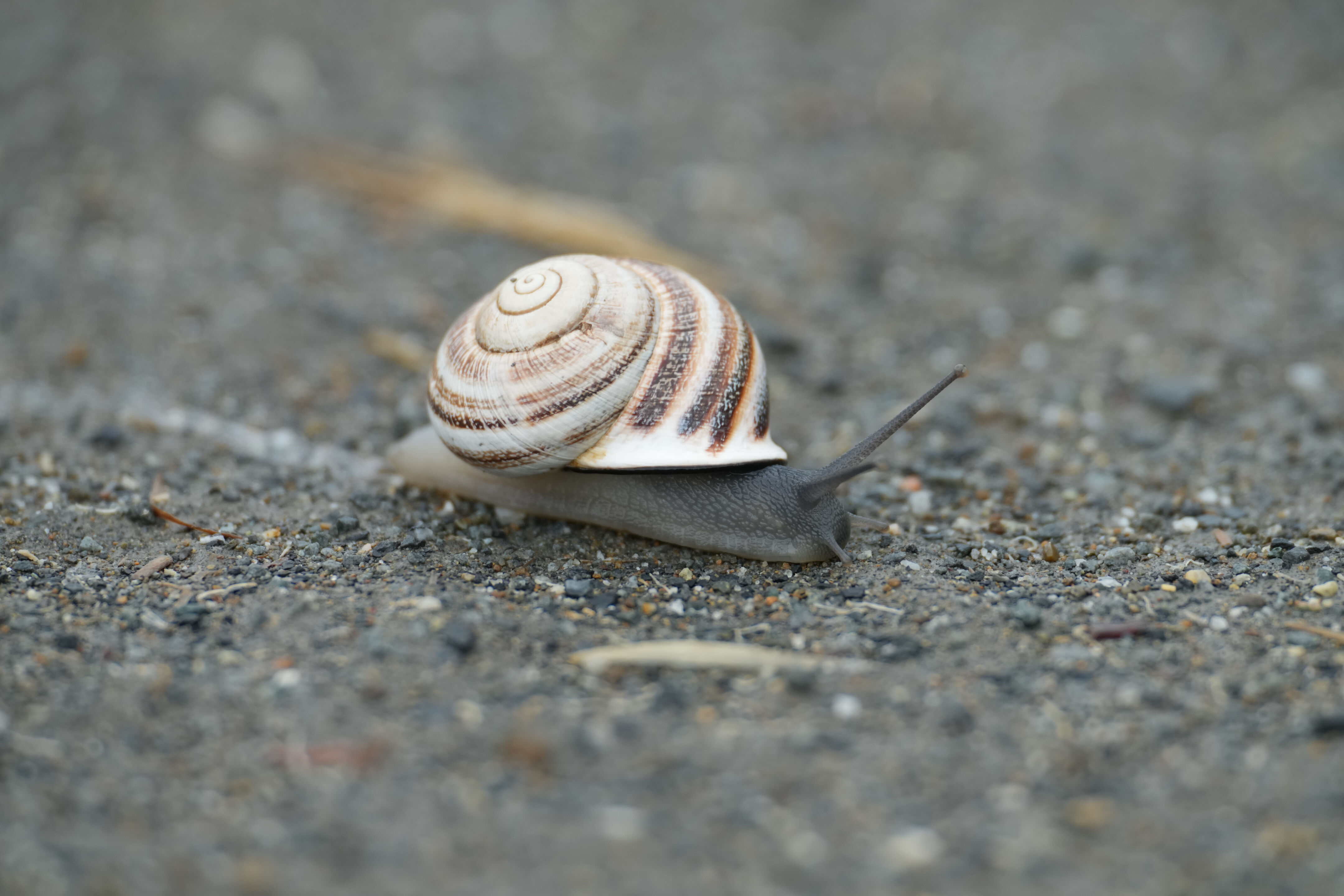 Don Edwards San Francisco Bay National Wildlife Refuge - Ravenswood