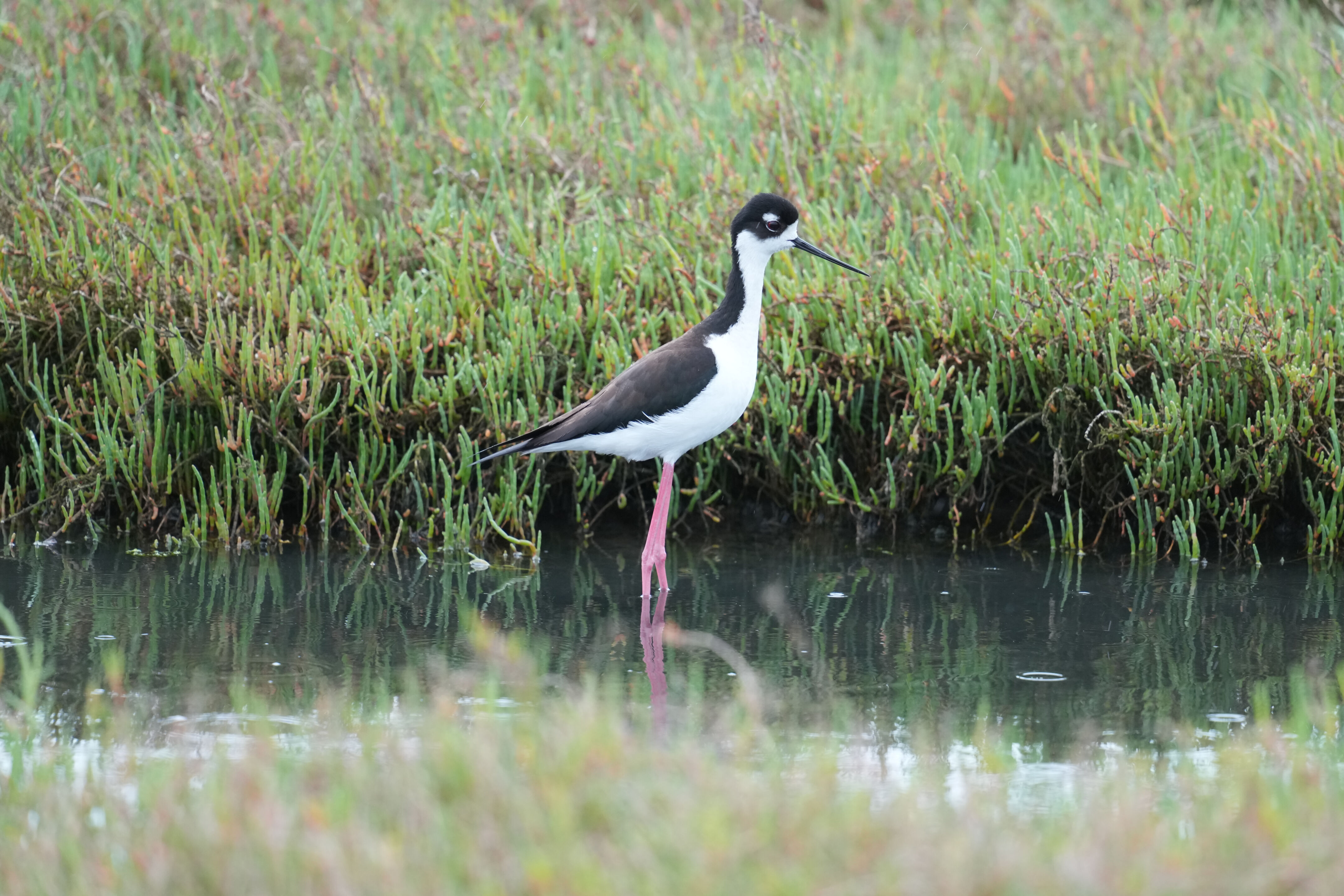 Black-Necked Stilt In Rain