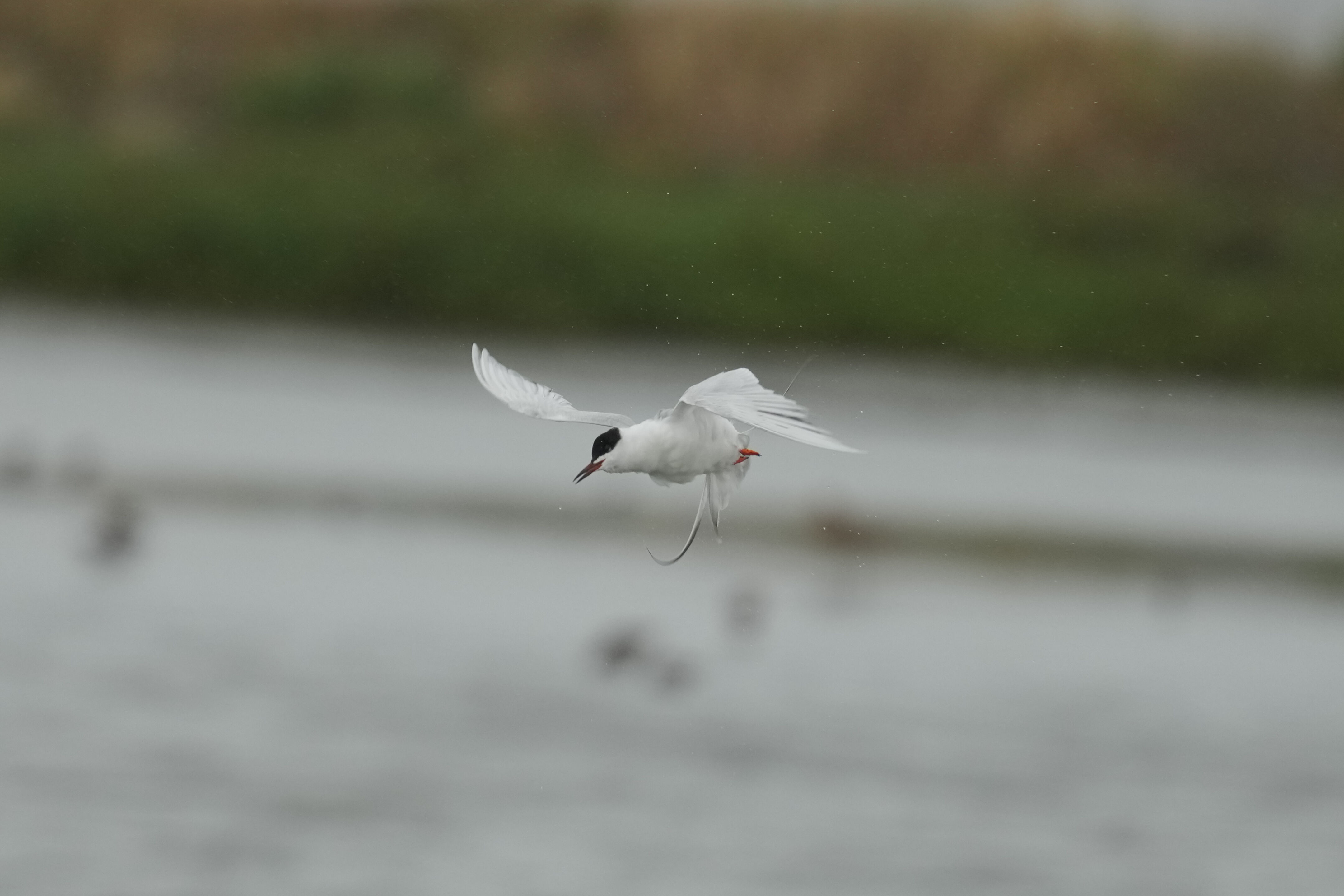 Don Edwards San Francisco Bay National Wildlife Refuge - Ravenswood