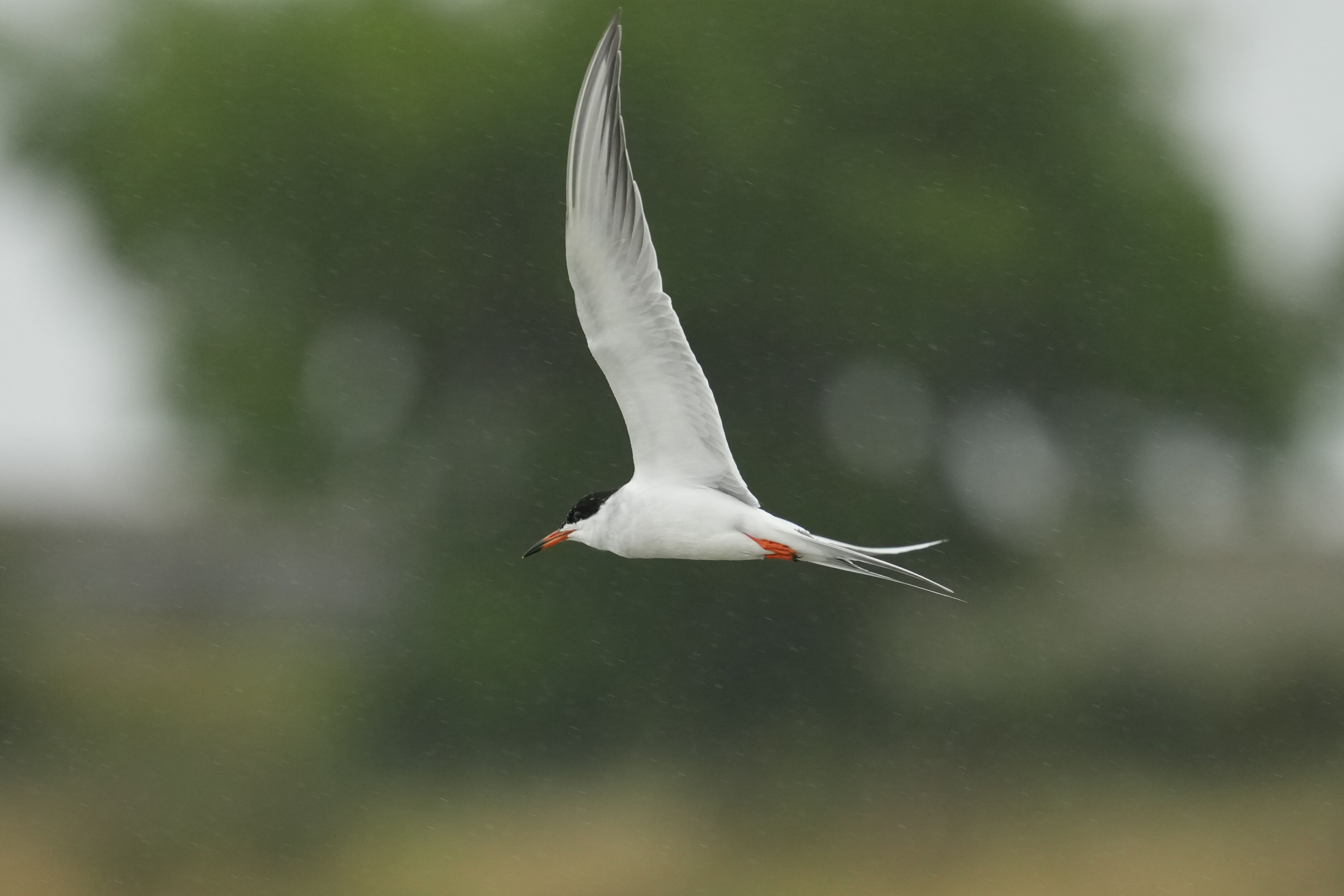 Don Edwards San Francisco Bay National Wildlife Refuge - Ravenswood