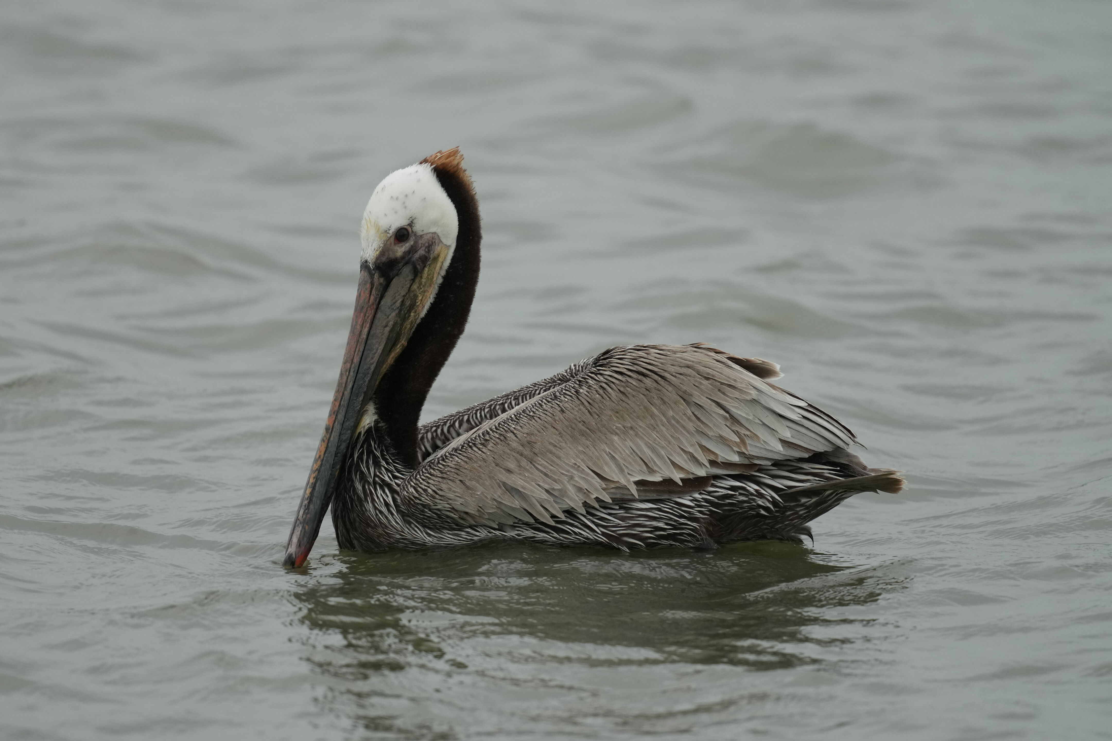 Don Edwards San Francisco Bay National Wildlife Refuge - Ravenswood