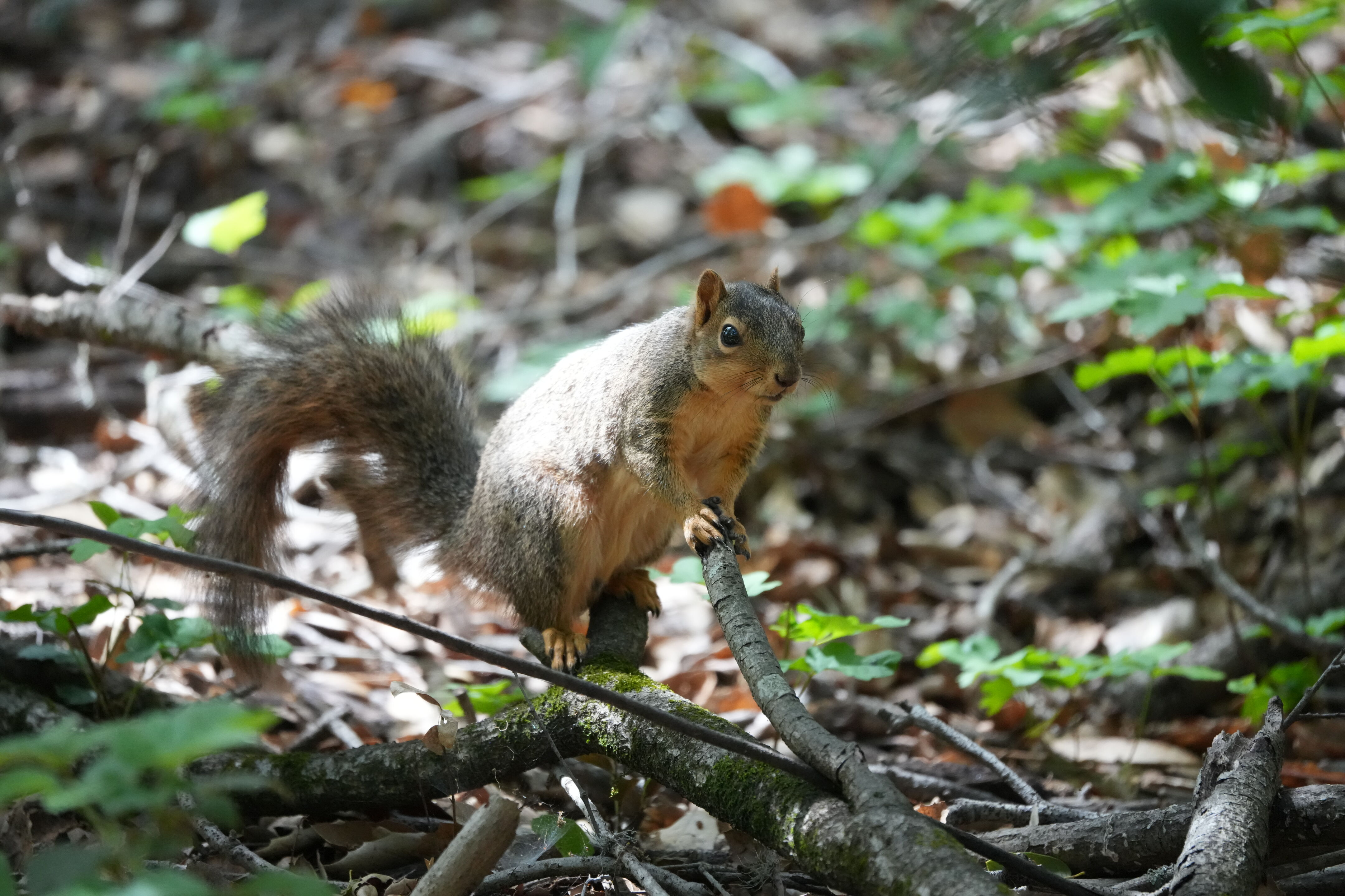 Lake Chabot Regional Park