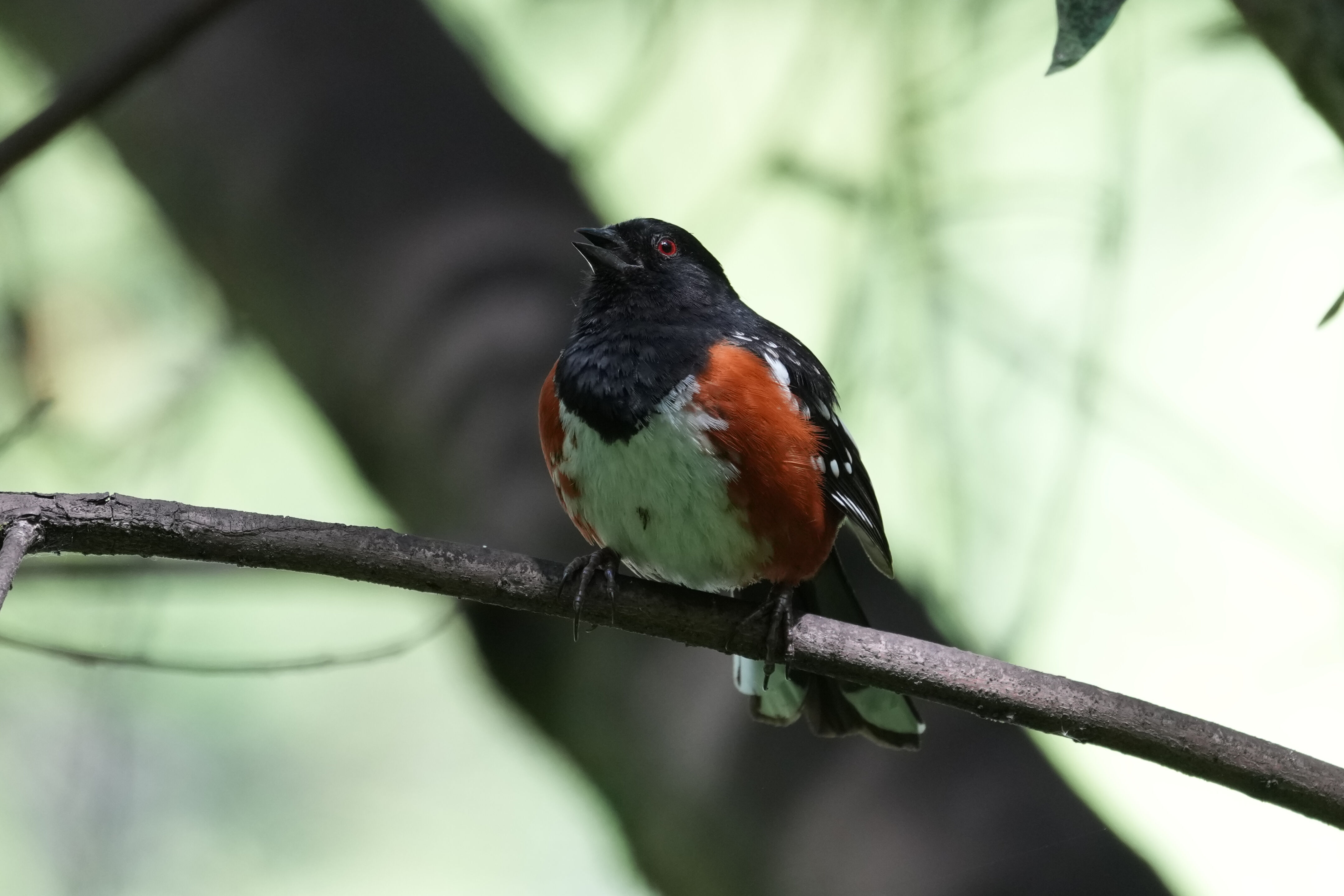 Lake Chabot Regional Park