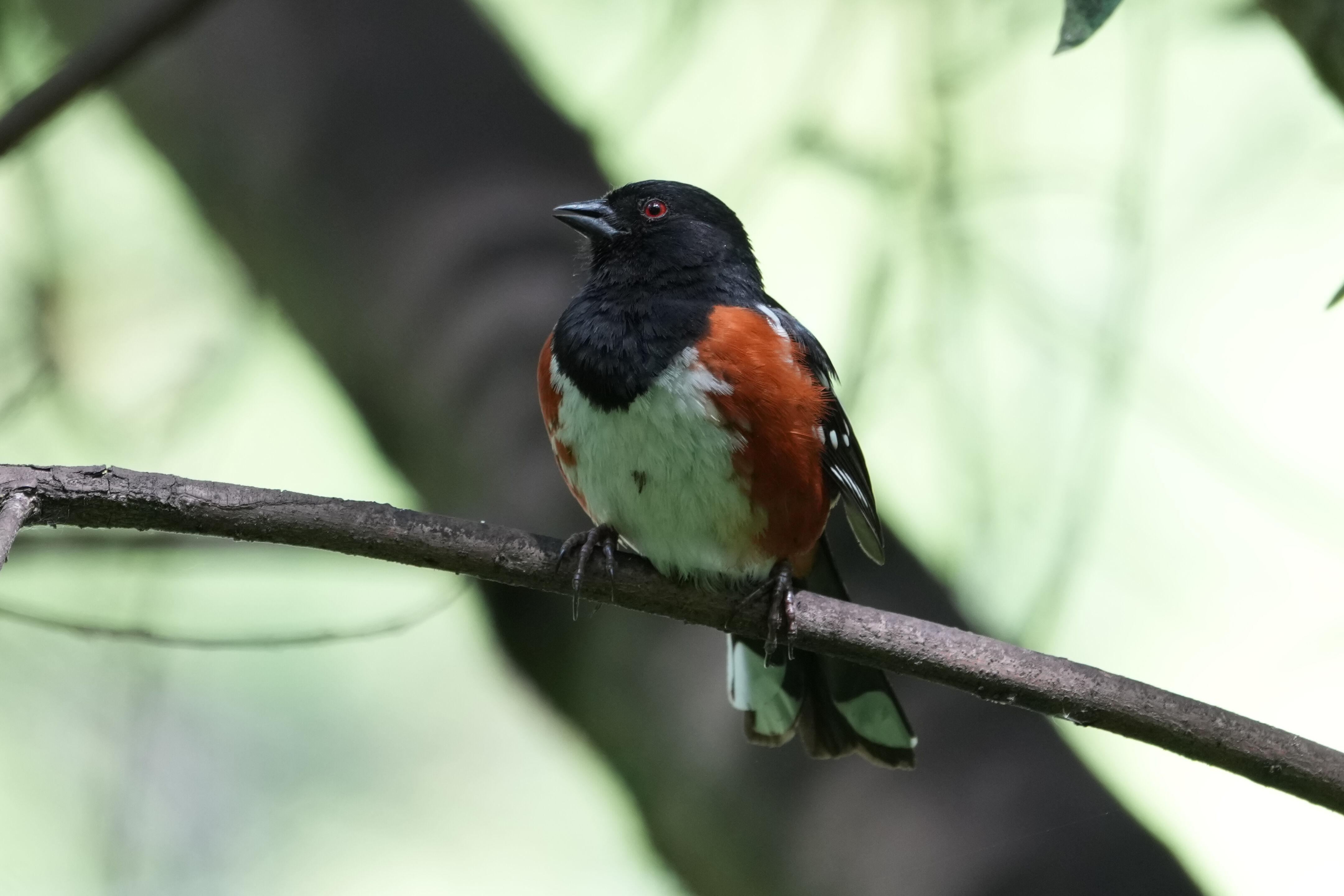 Lake Chabot Regional Park