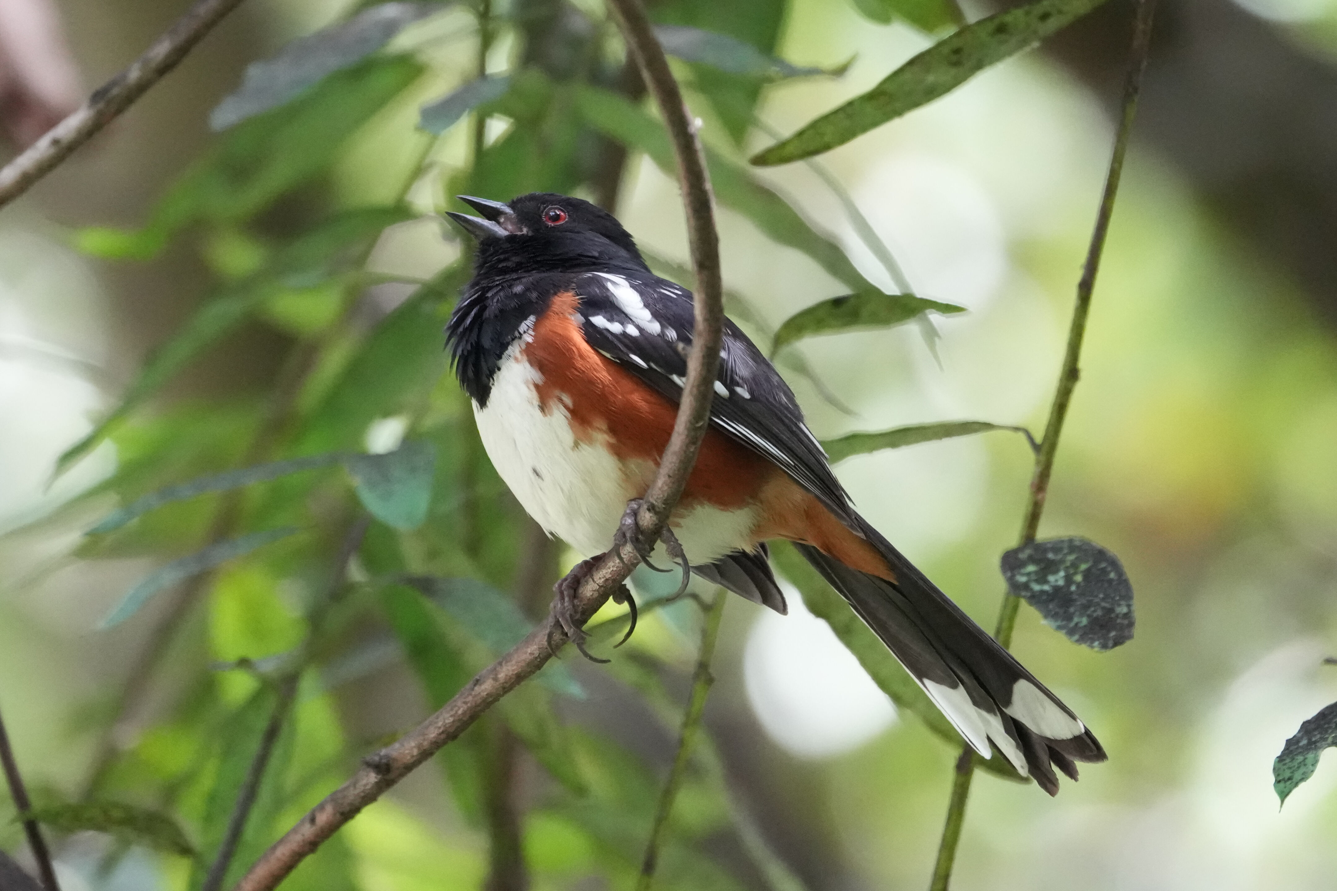 Lake Chabot Regional Park