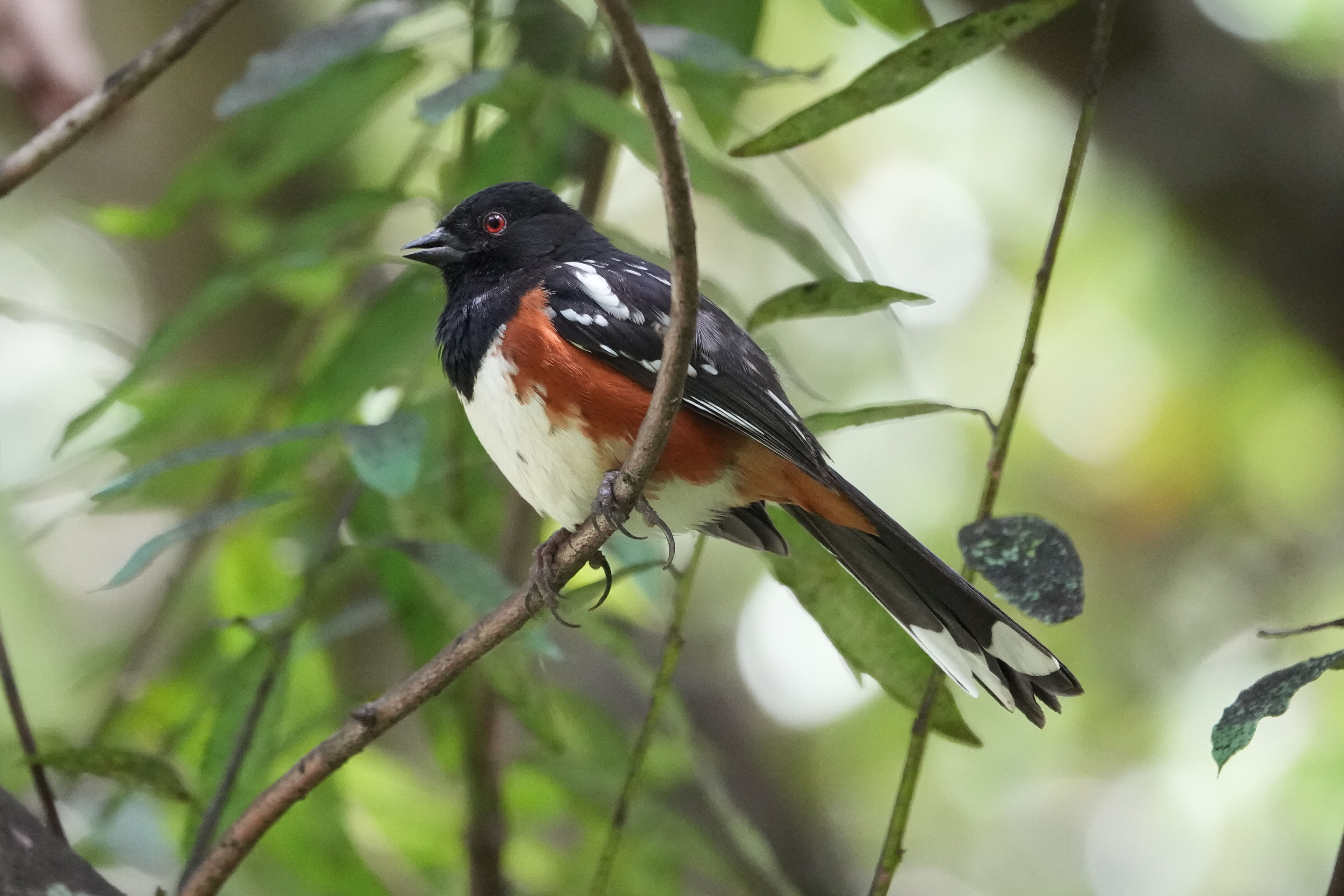 Lake Chabot Regional Park