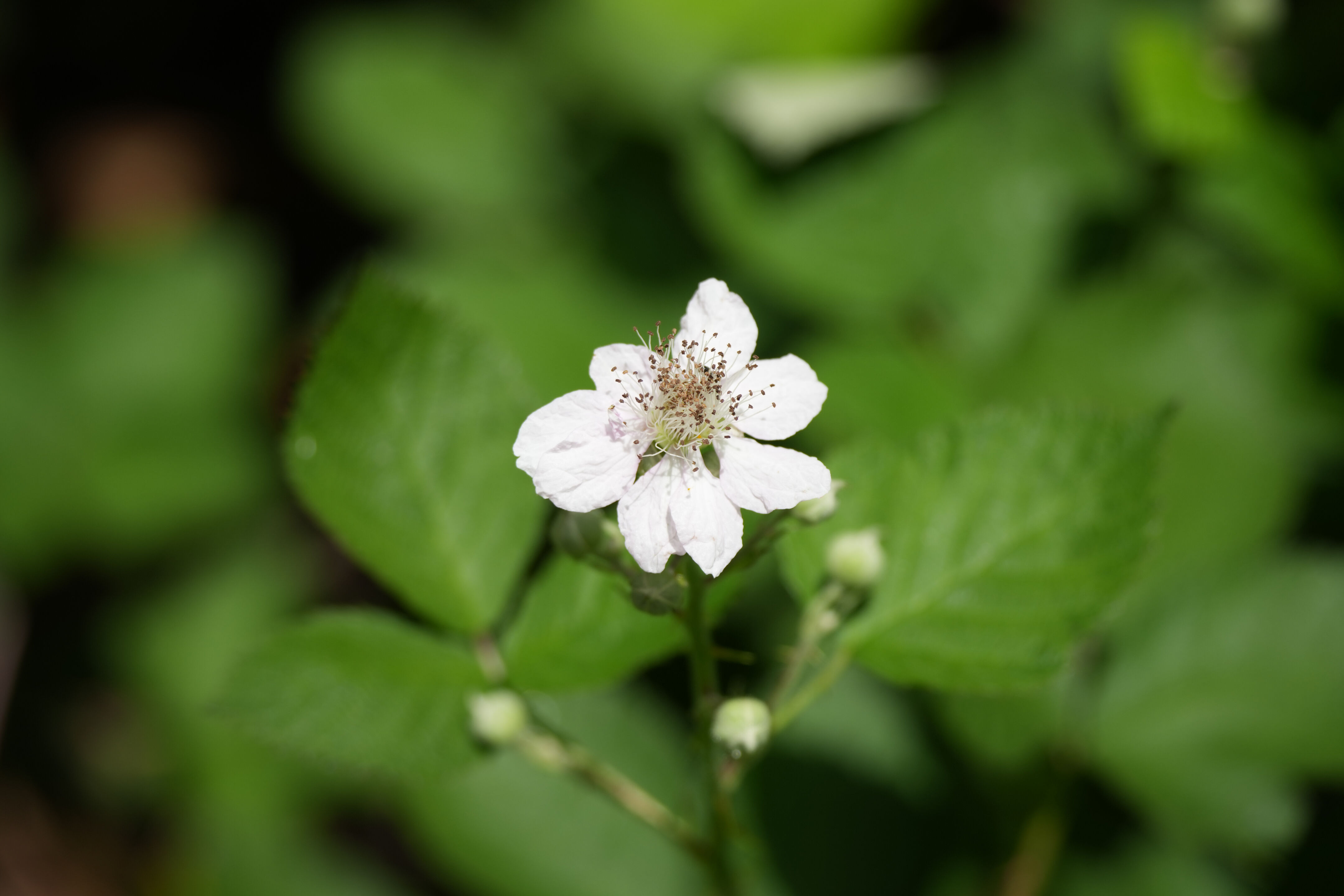 Lake Chabot Regional Park