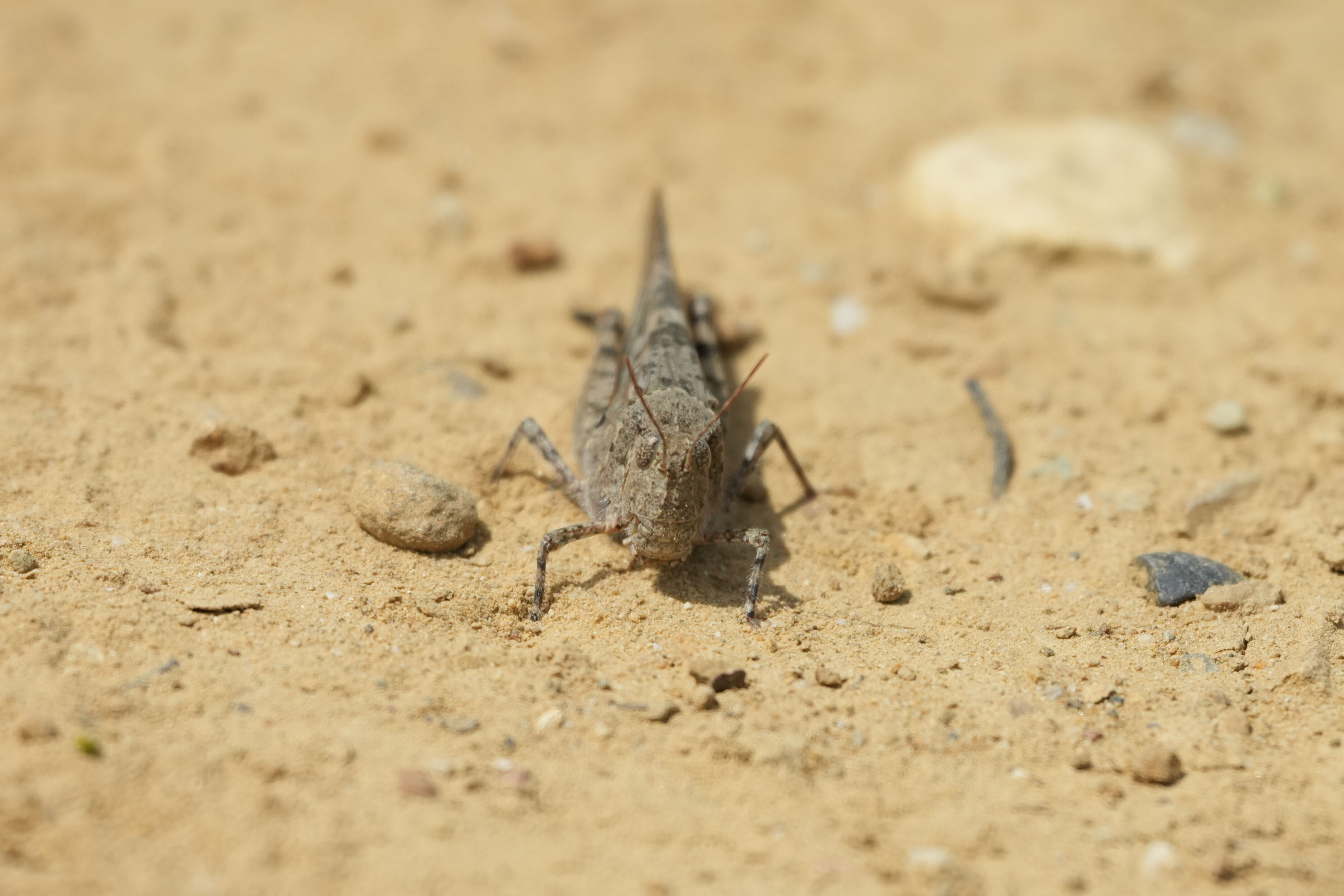 Lake Chabot Regional Park