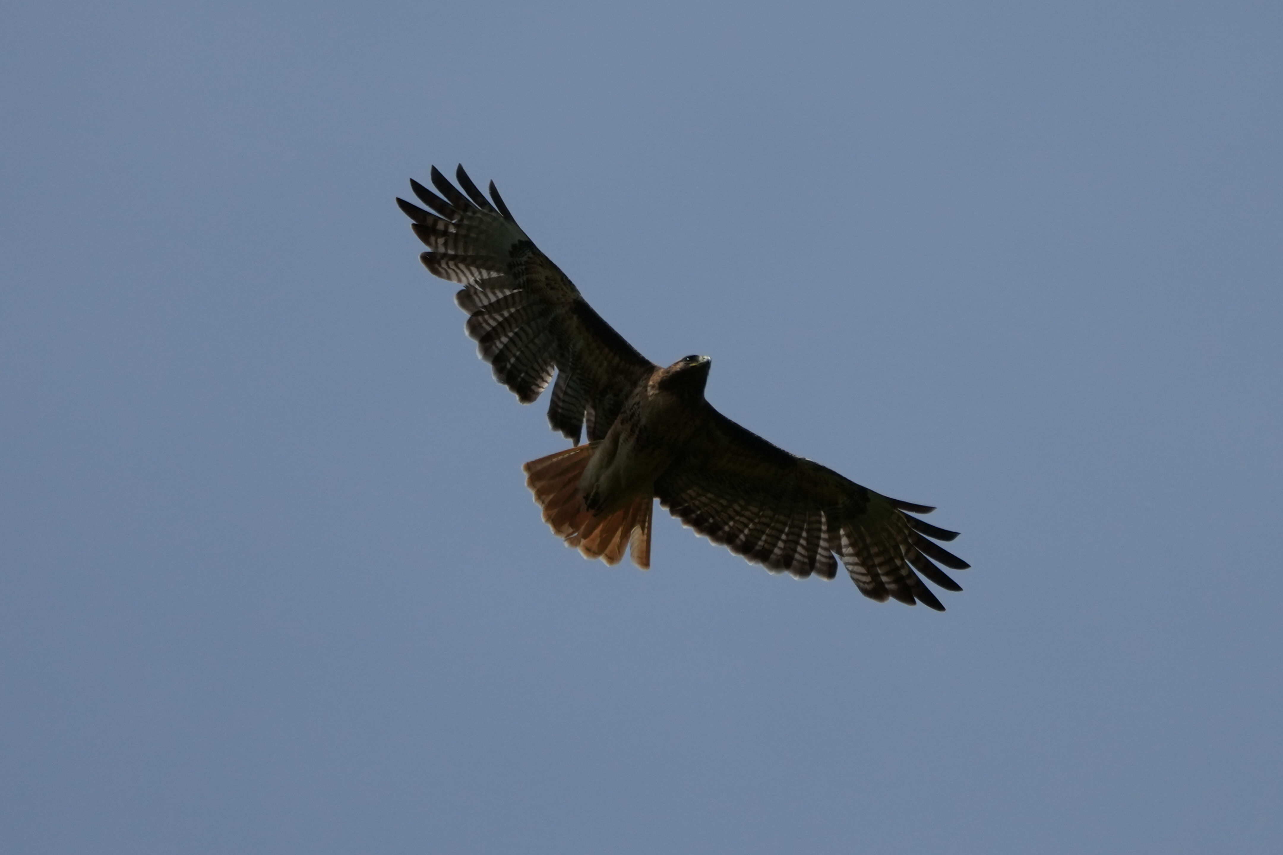 Lake Chabot Regional Park