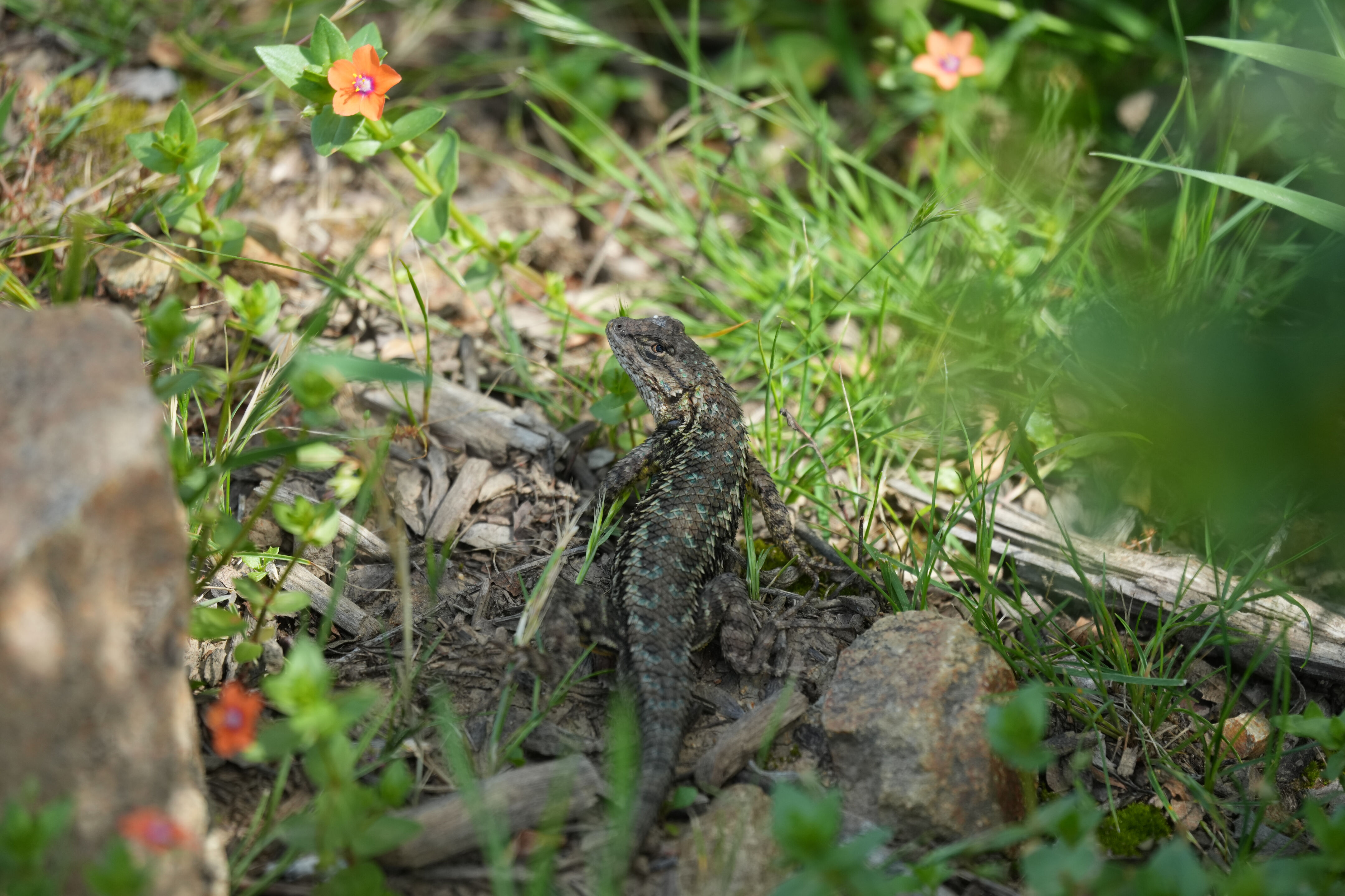 Lake Chabot Regional Park