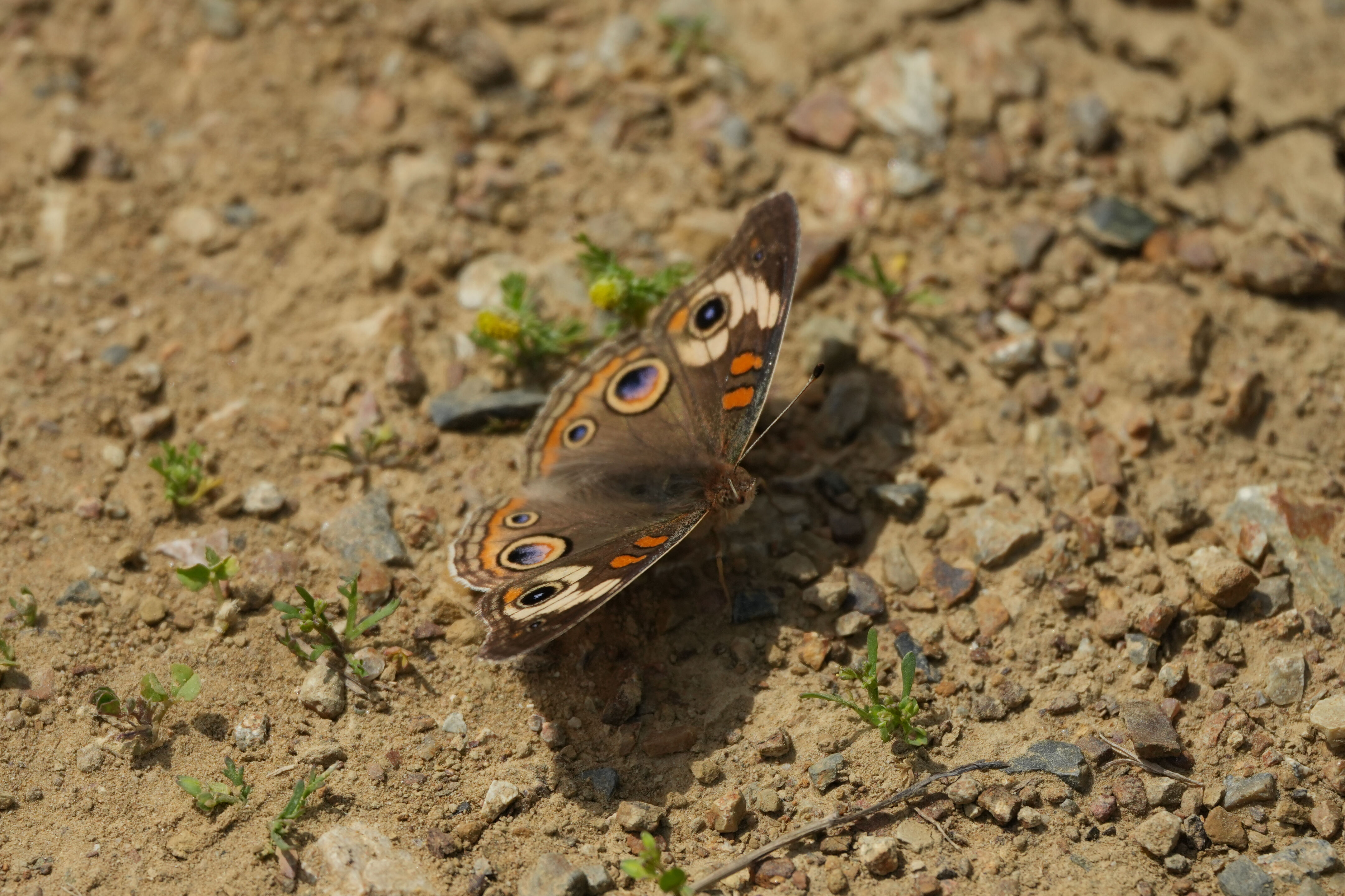 Lake Chabot Regional Park