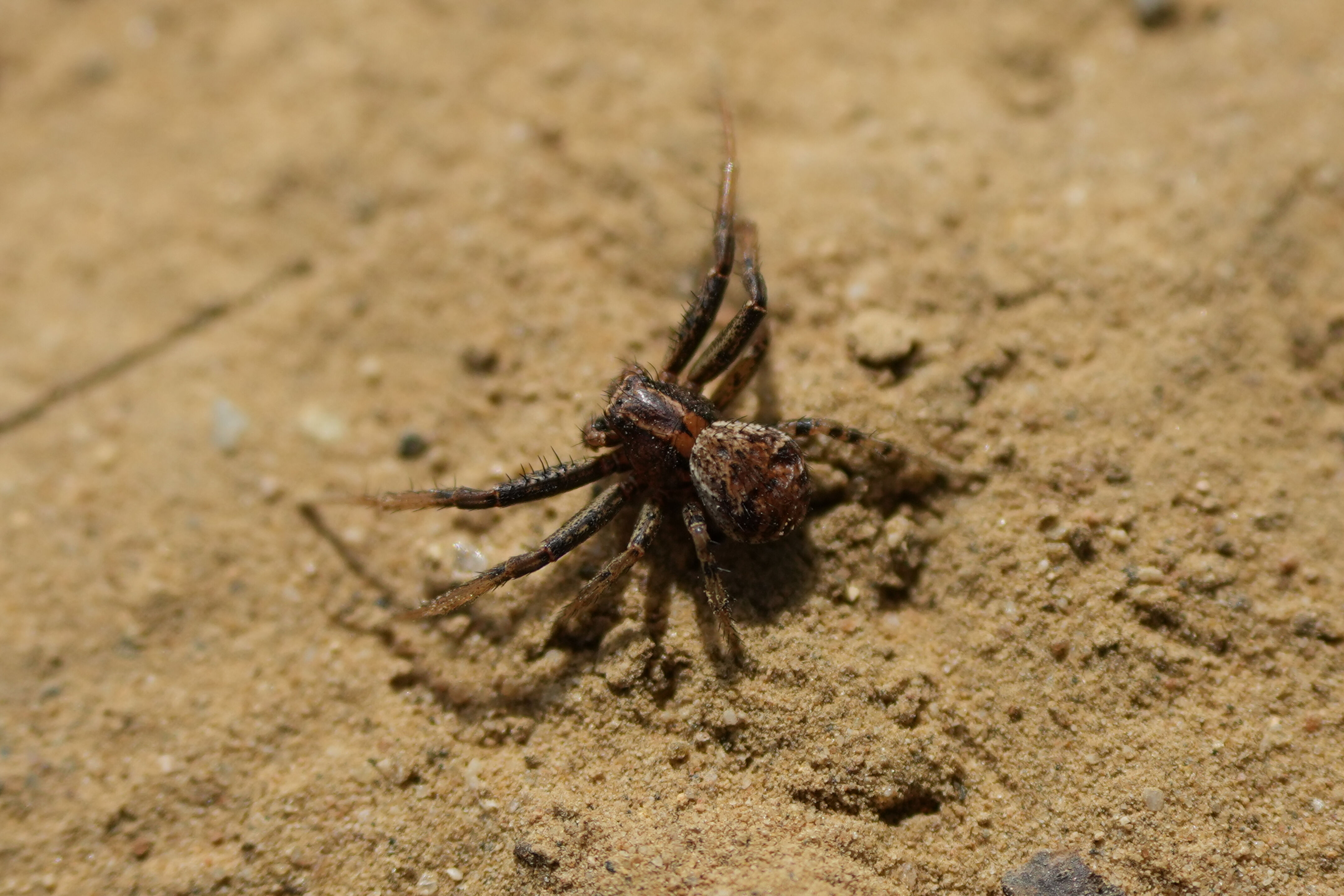 Lake Chabot Regional Park