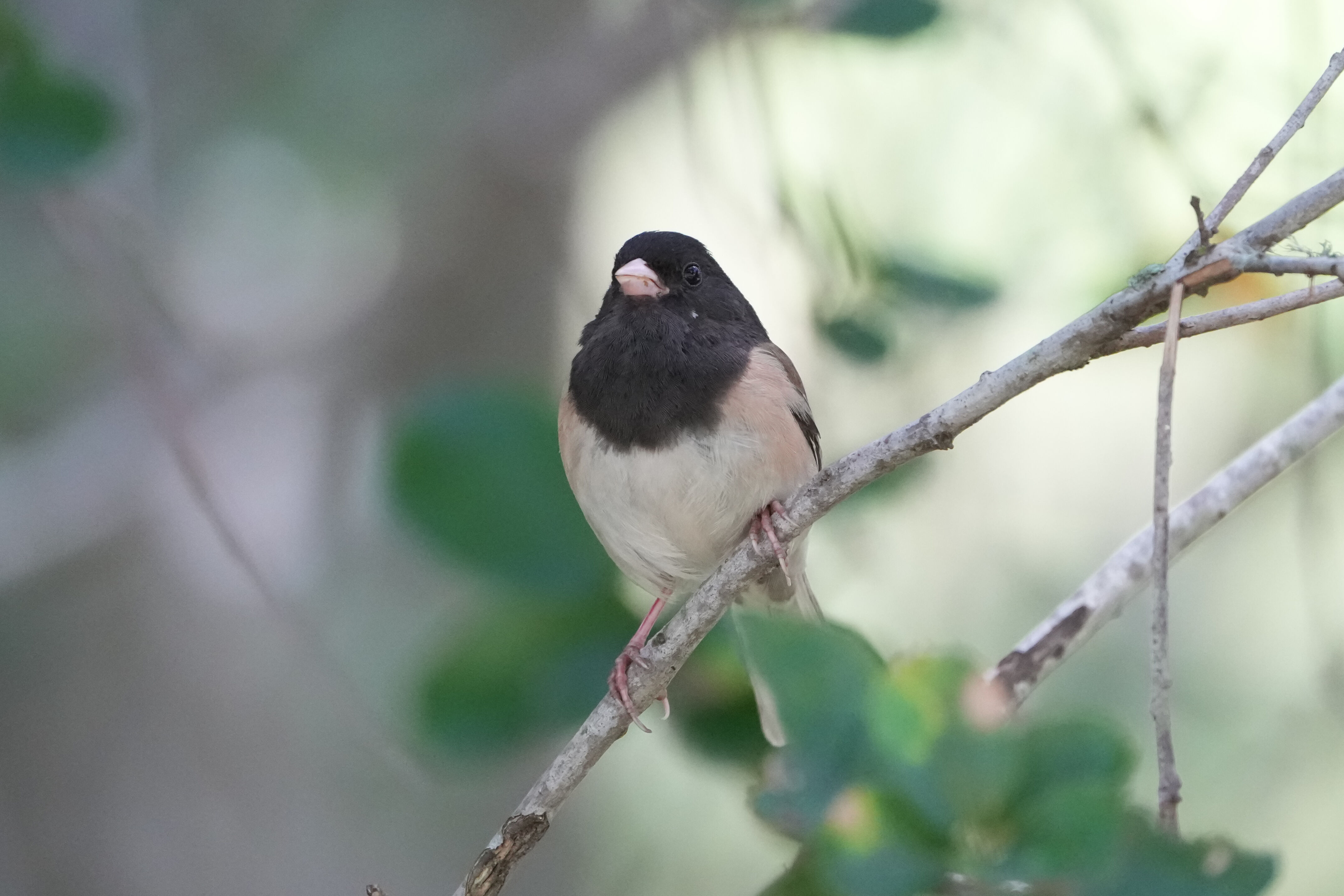 Lake Chabot Regional Park