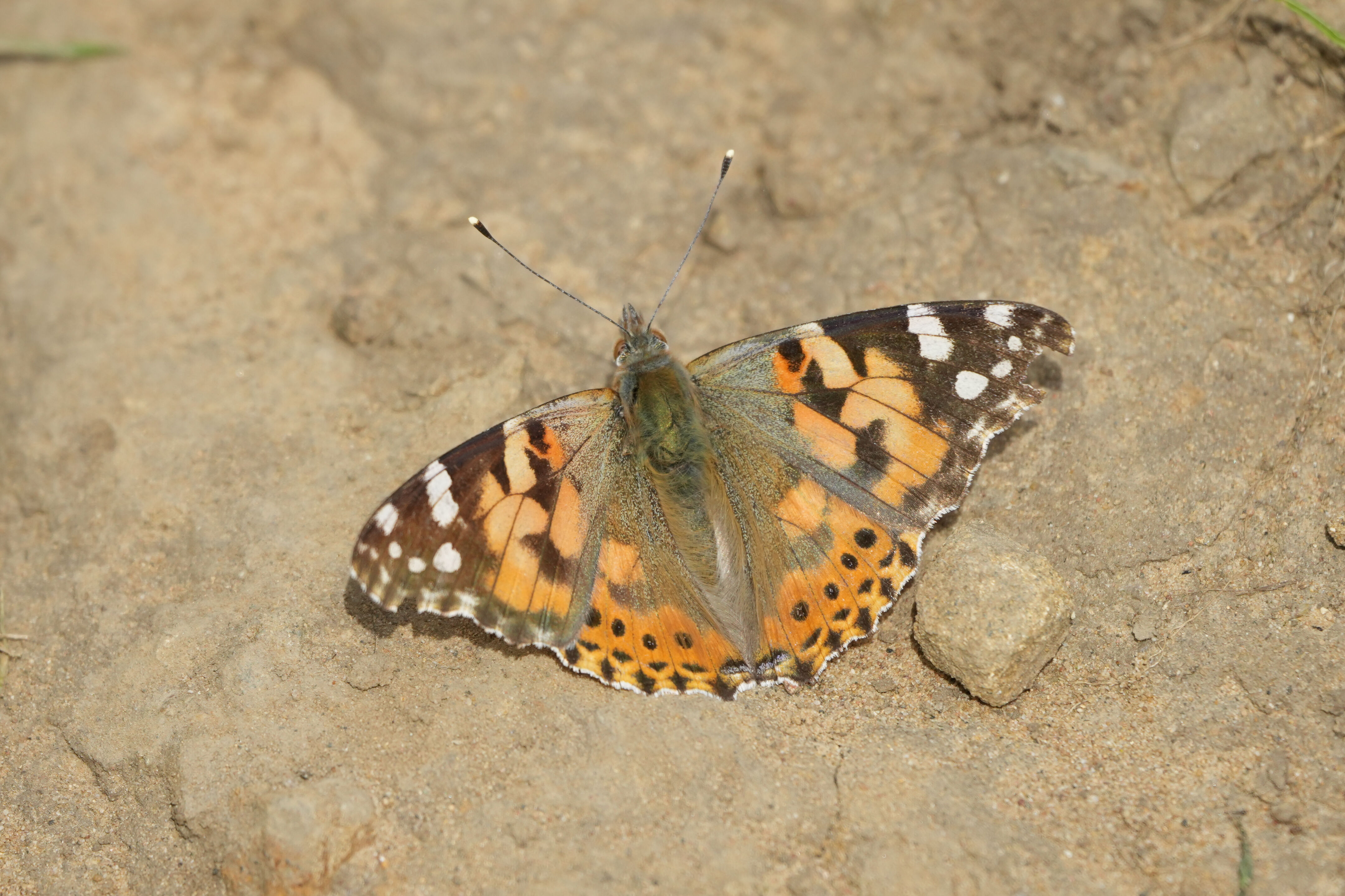 Lake Chabot Regional Park