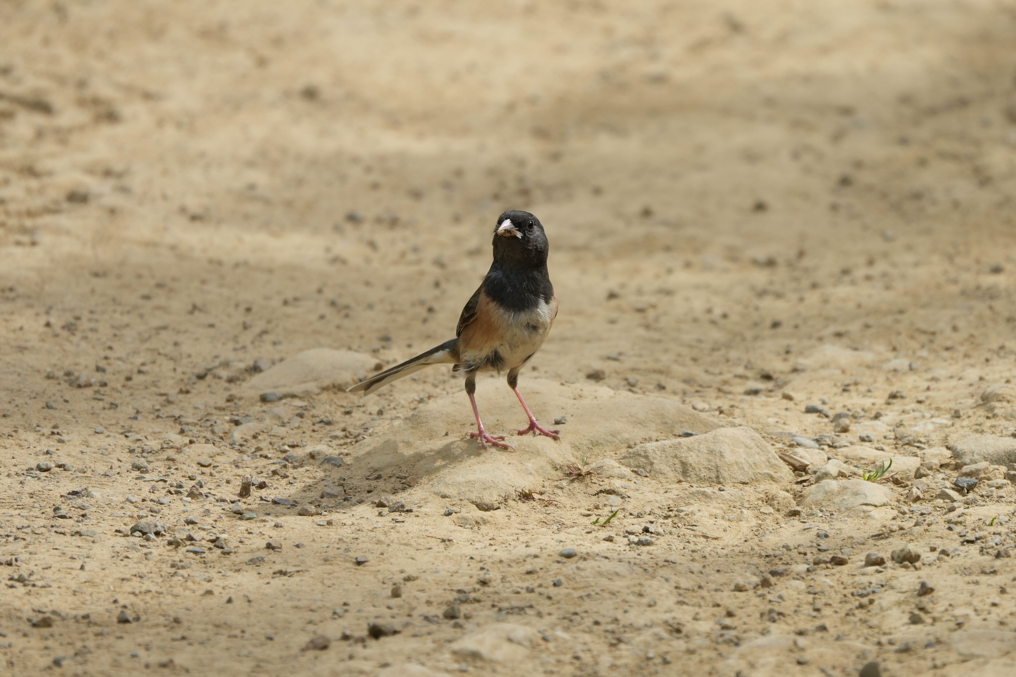 Lake Chabot Regional Park