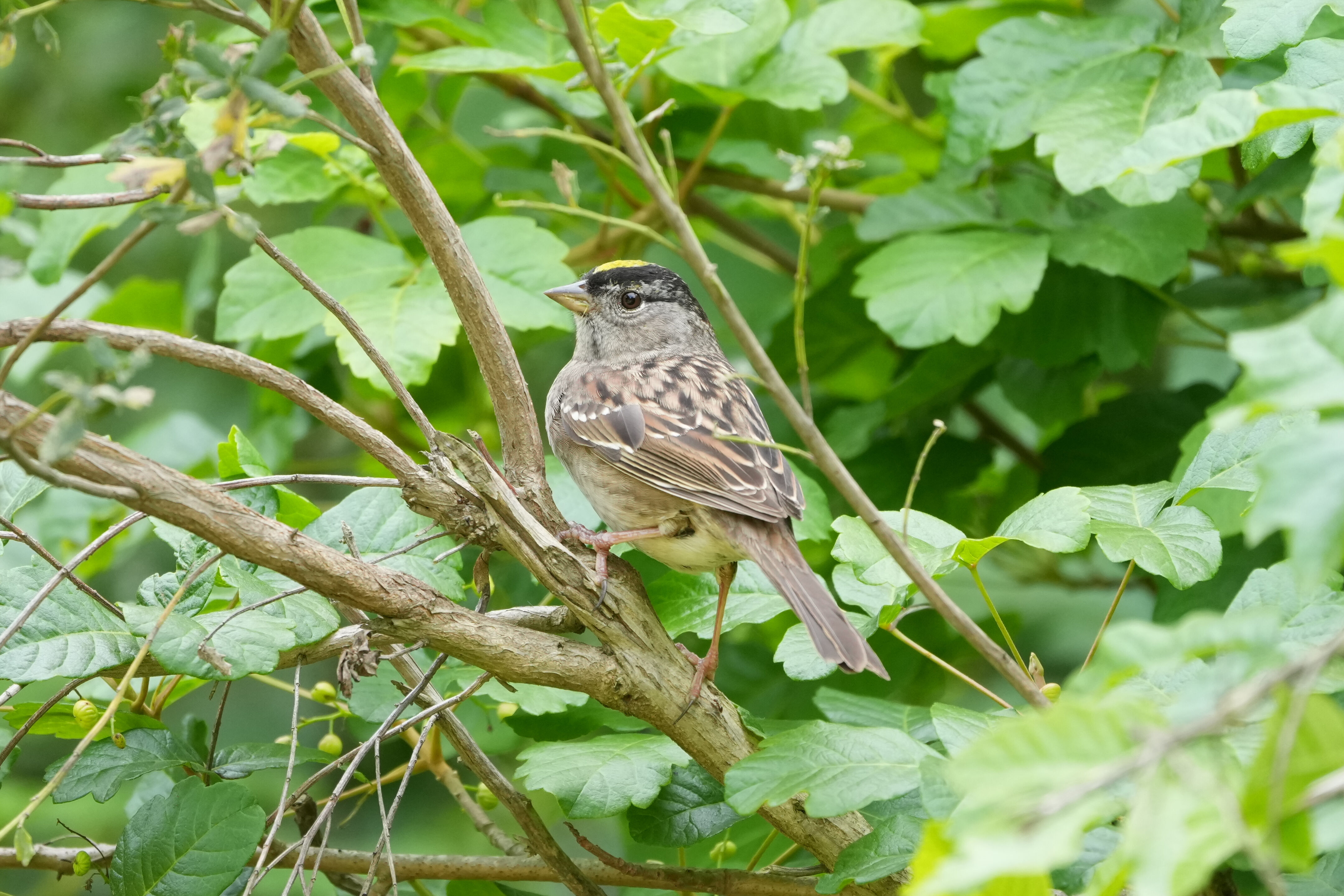 Lake Chabot Regional Park