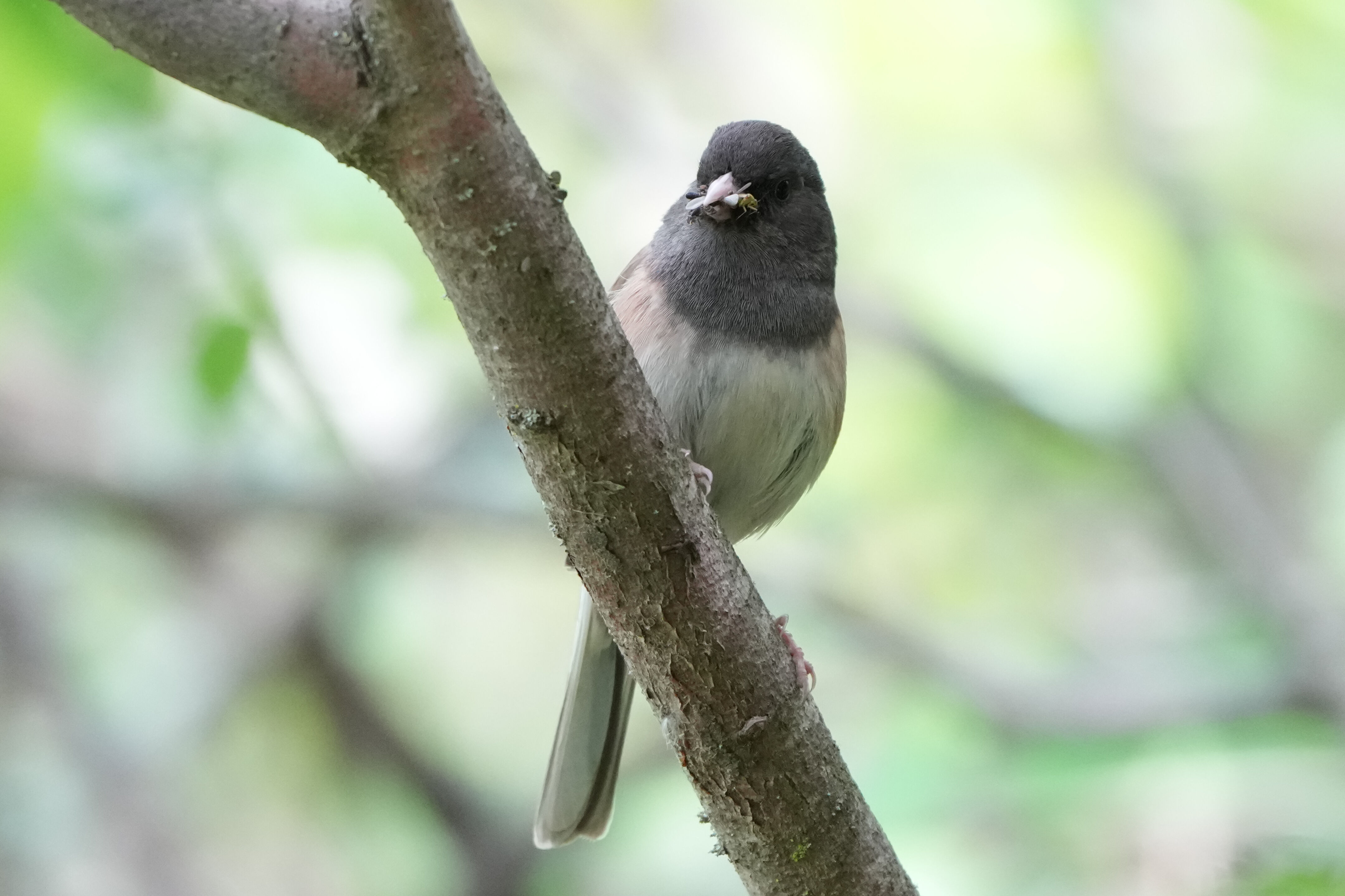 Lake Chabot Regional Park