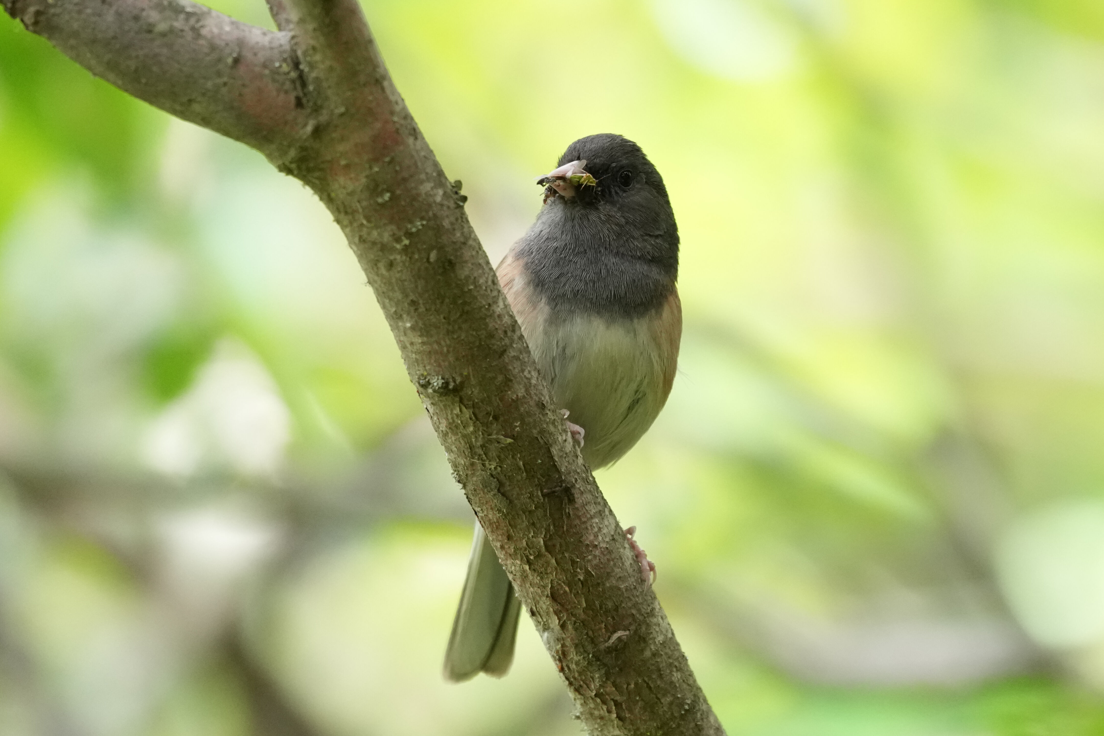 Lake Chabot Regional Park