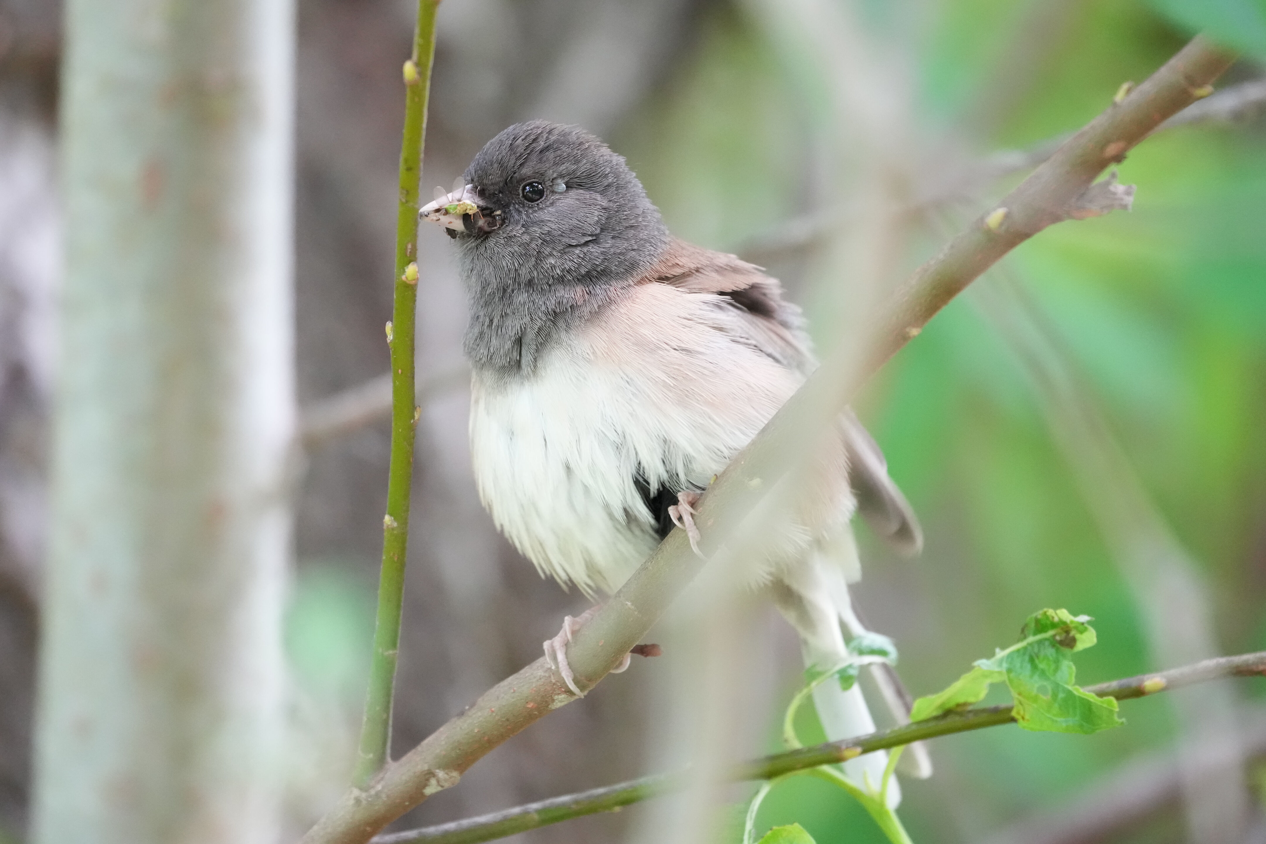 Lake Chabot Regional Park