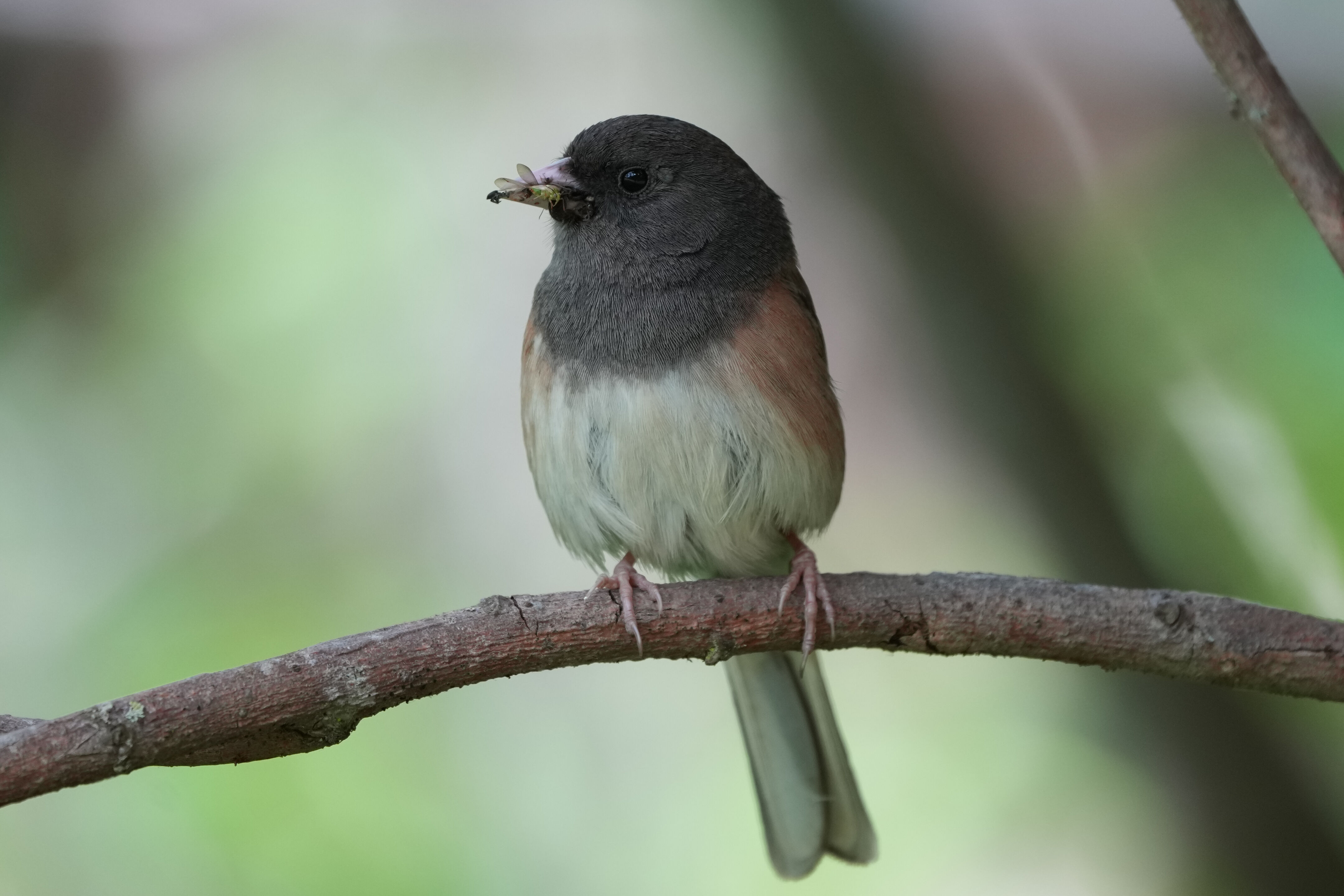 Dark-Eyed Junco and Its Prey