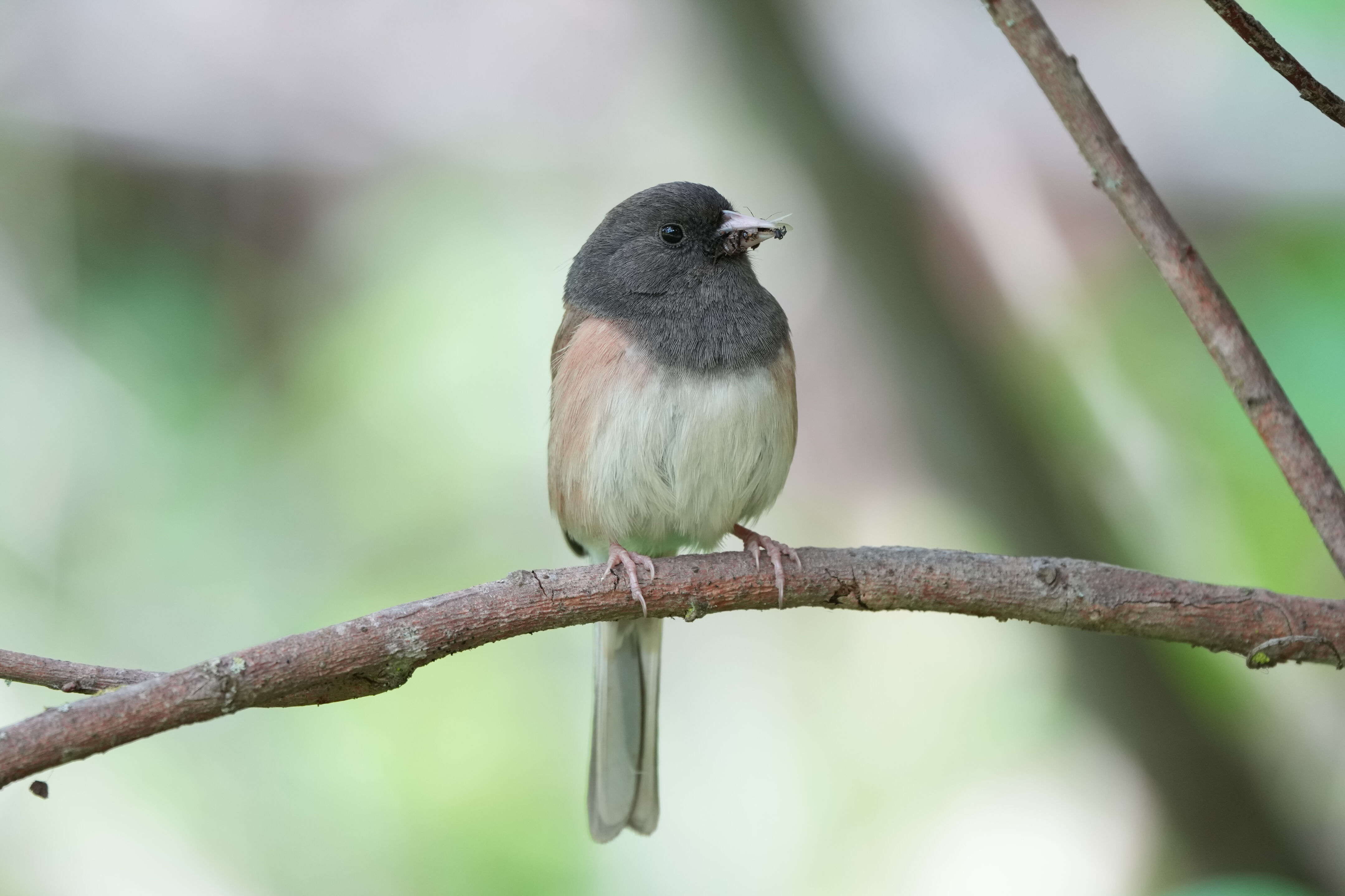 Lake Chabot Regional Park