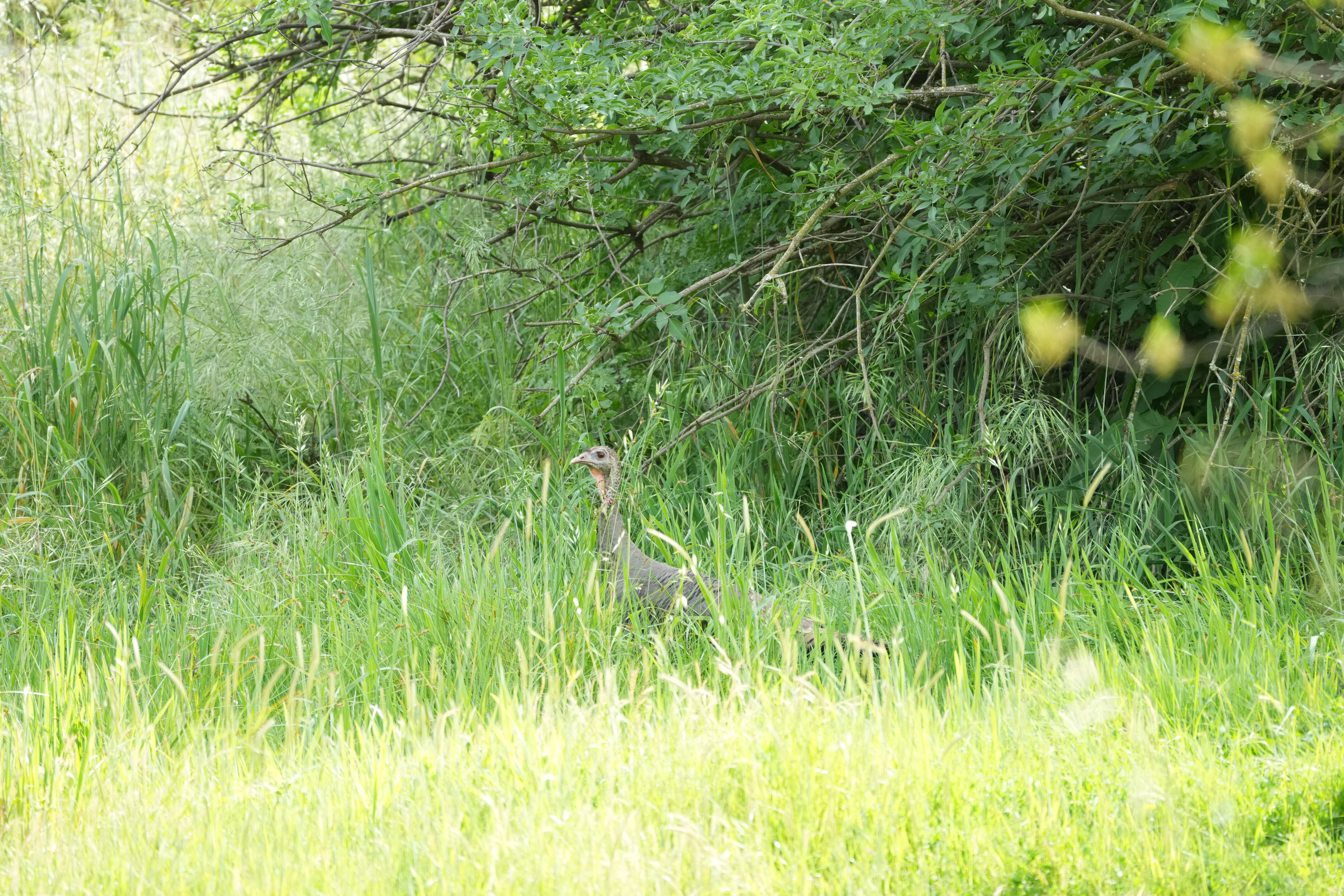 Lake Chabot Regional Park