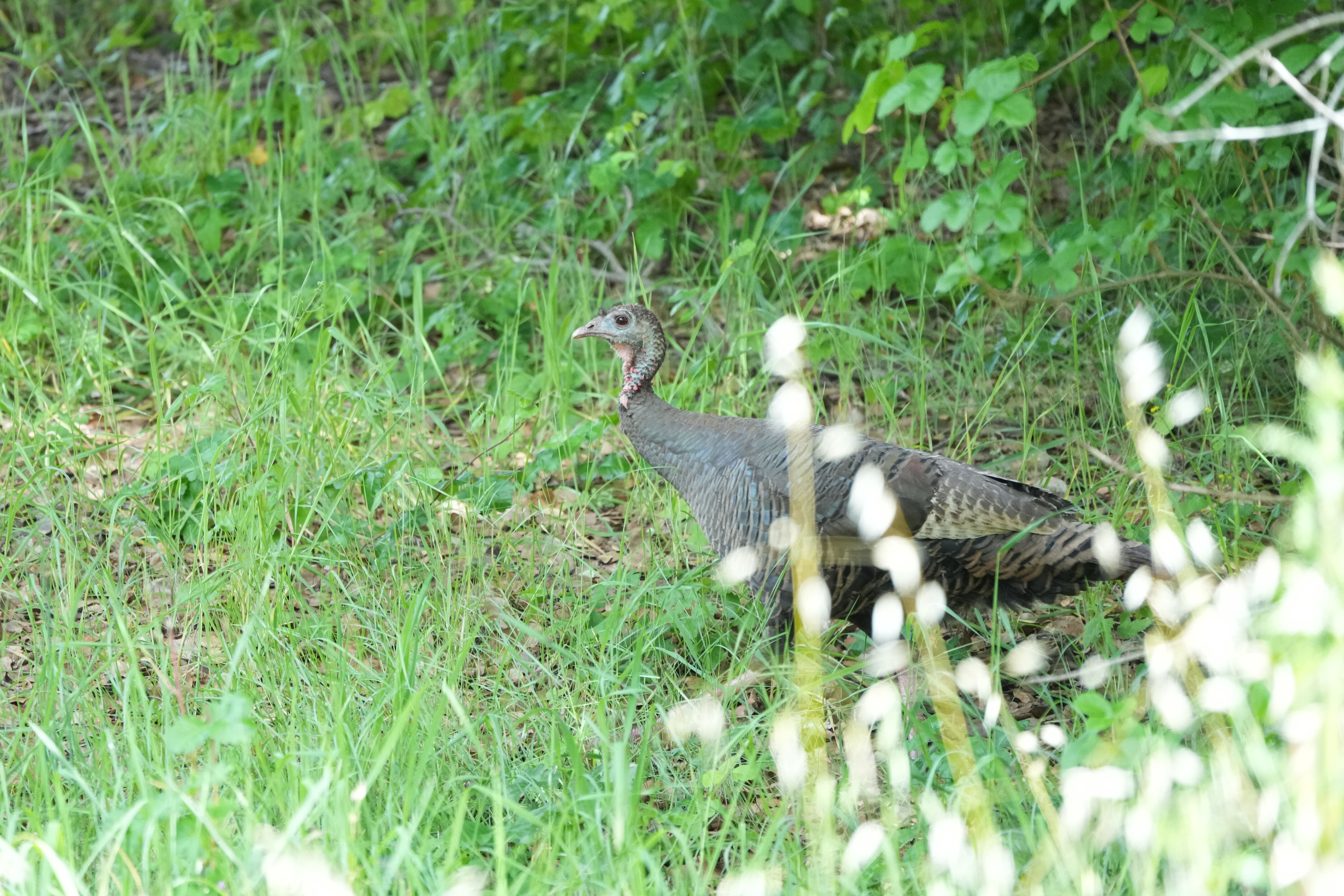 Lake Chabot Regional Park