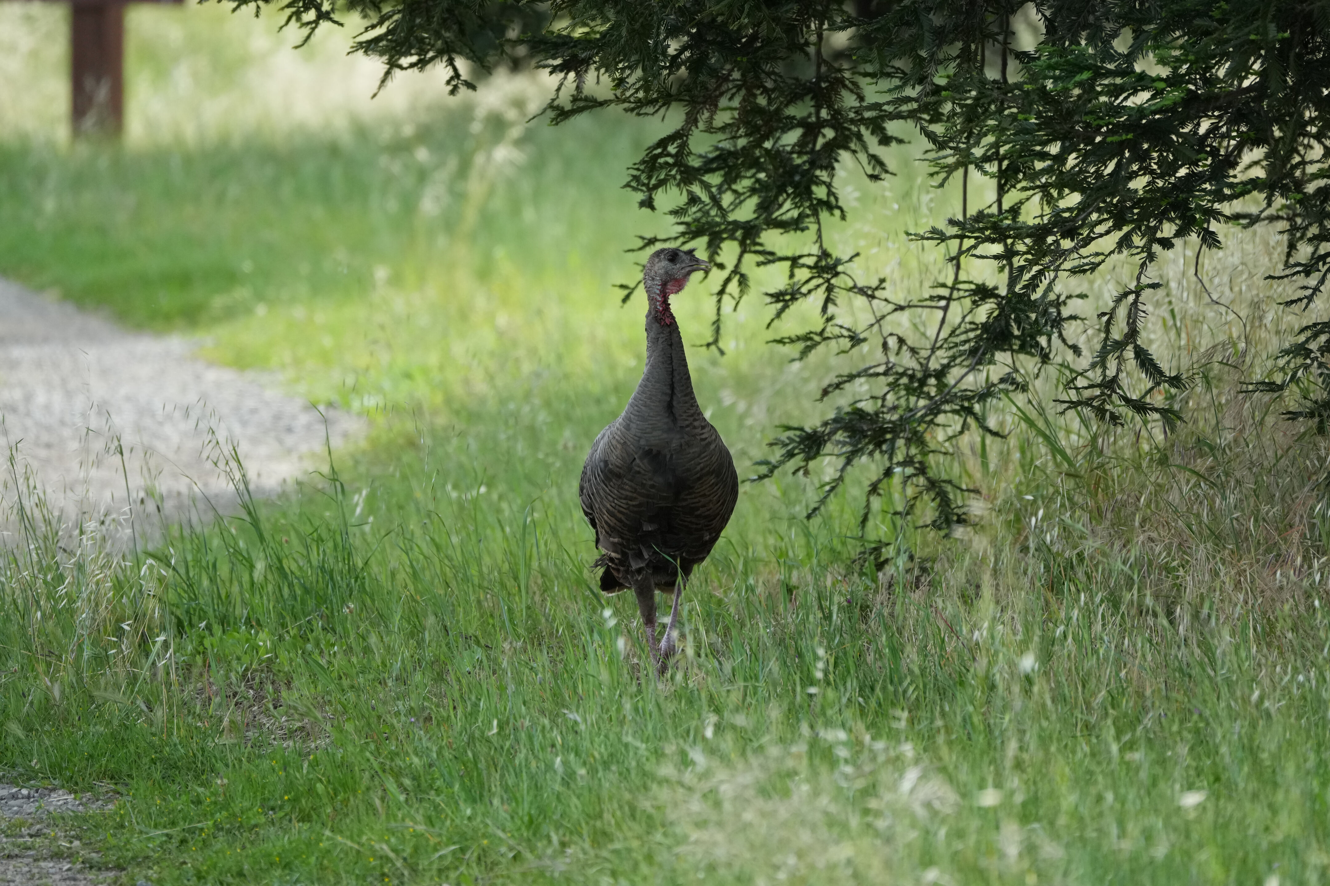 Lake Chabot Regional Park