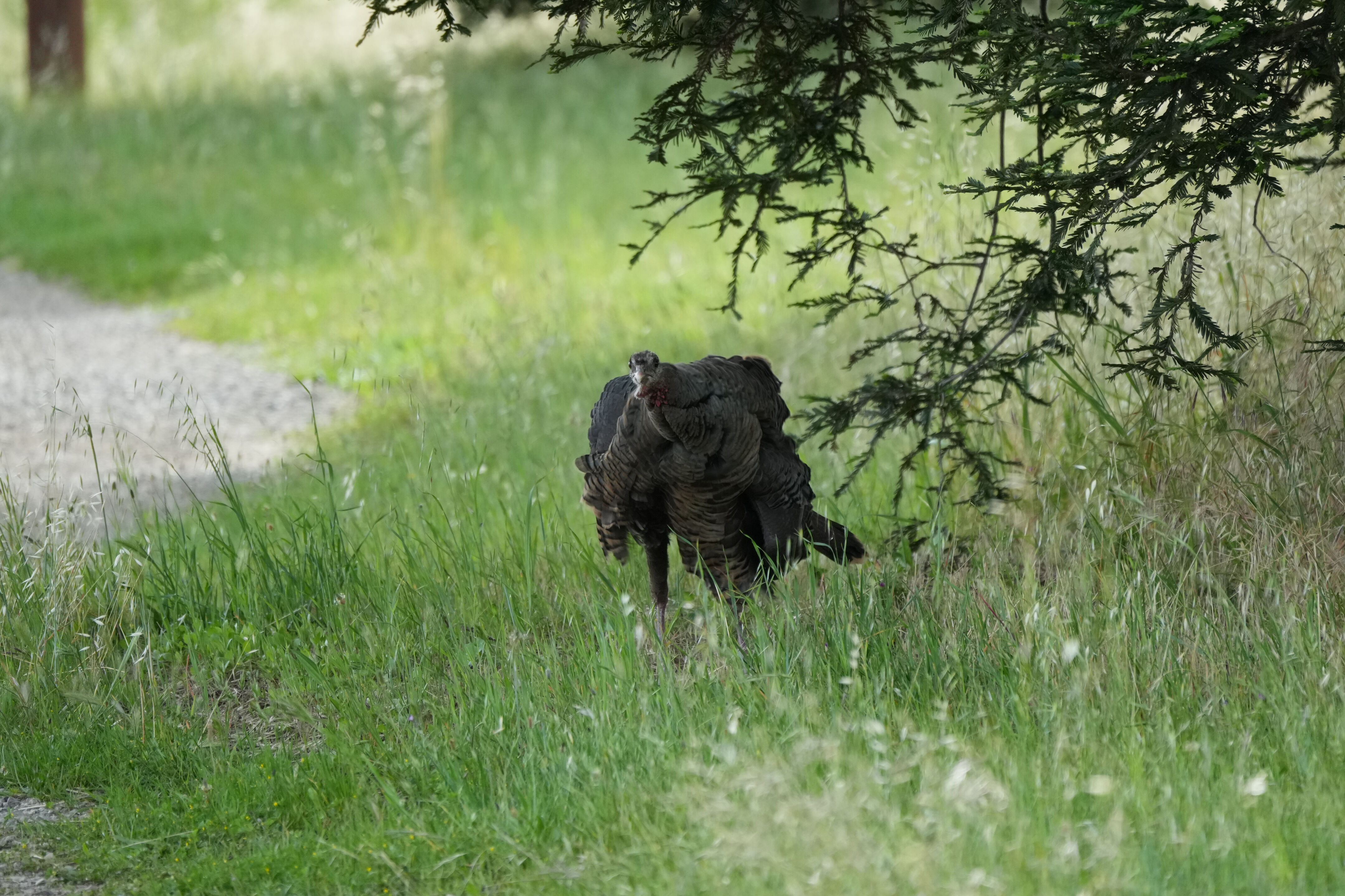 Lake Chabot Regional Park