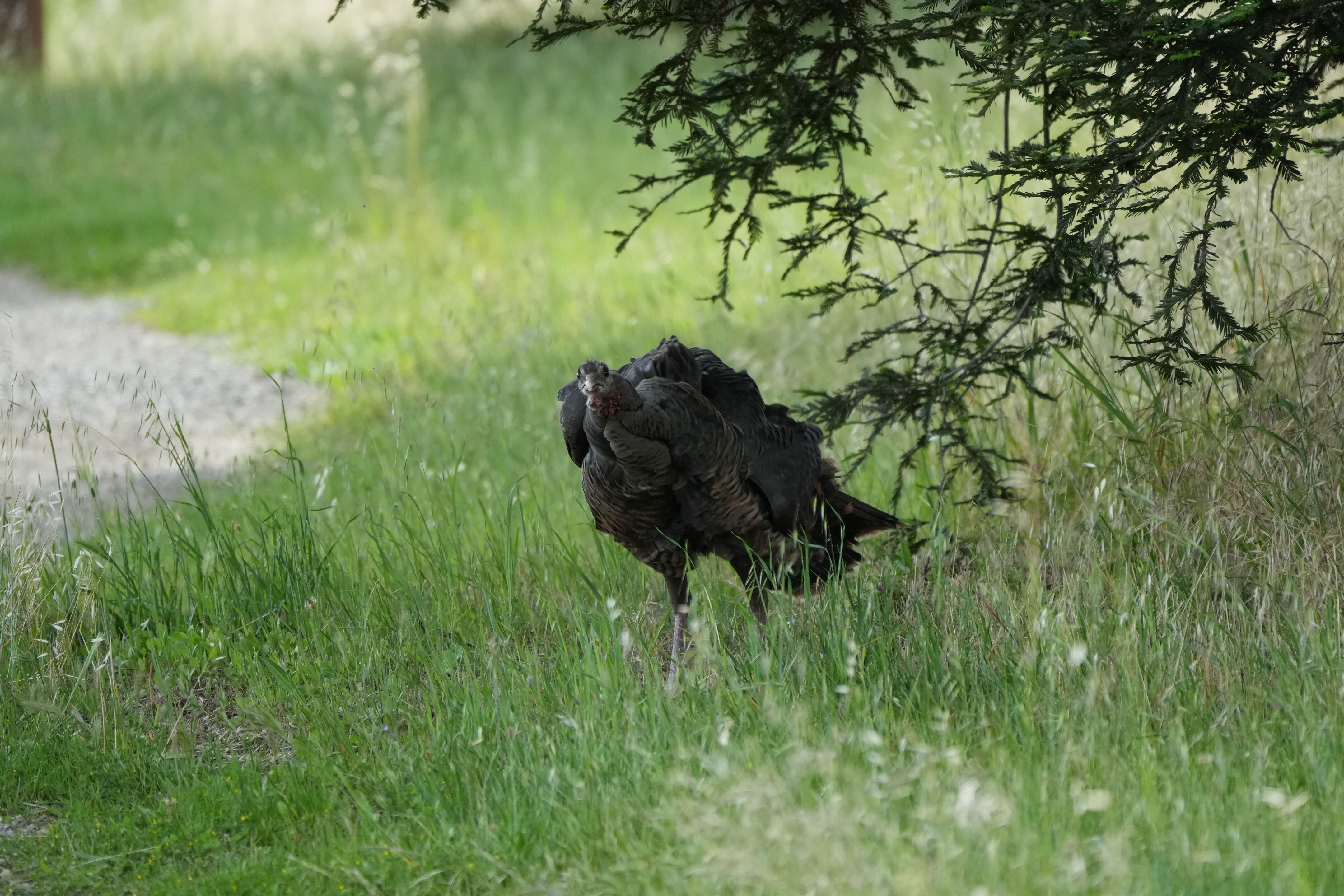 Lake Chabot Regional Park