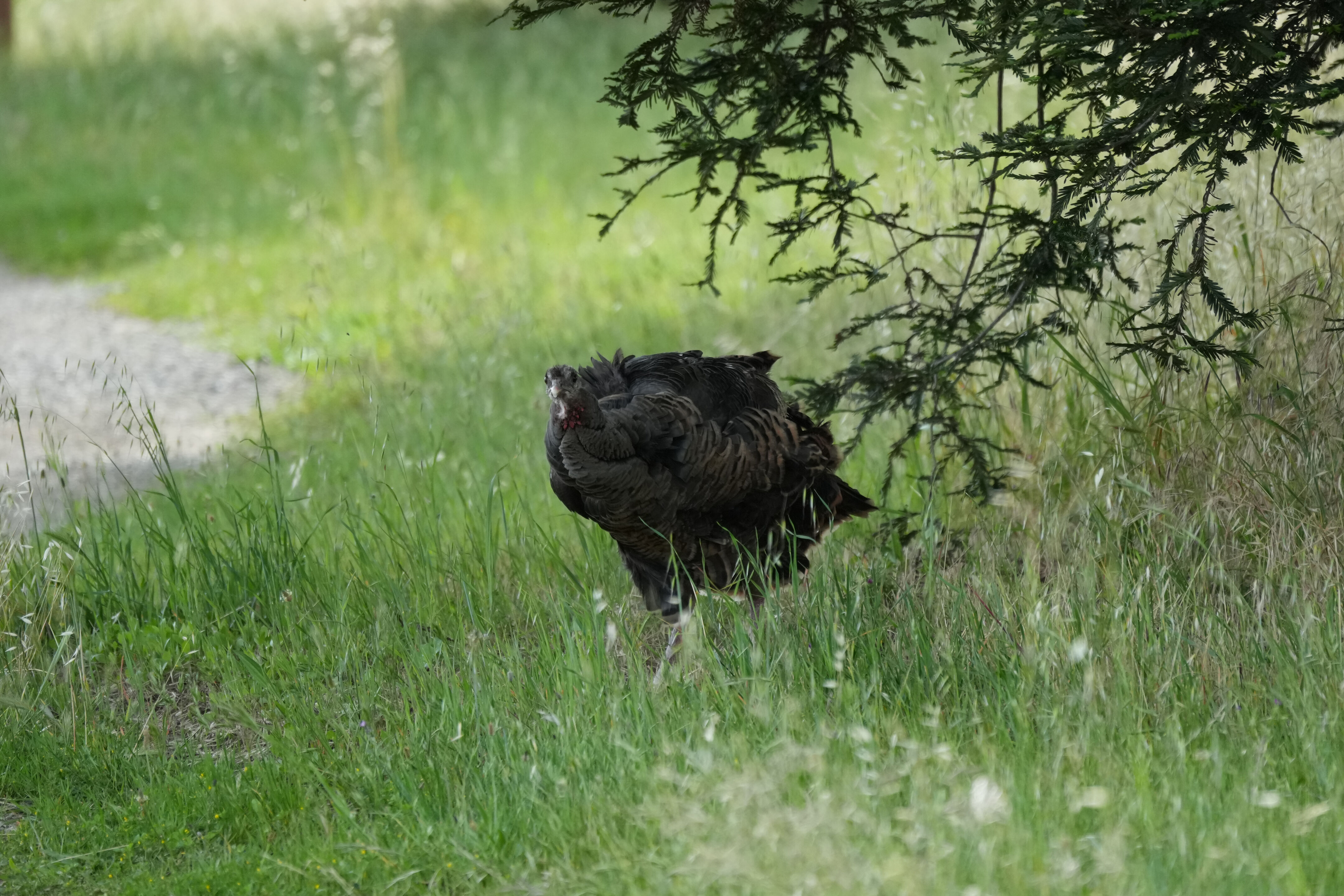 Lake Chabot Regional Park