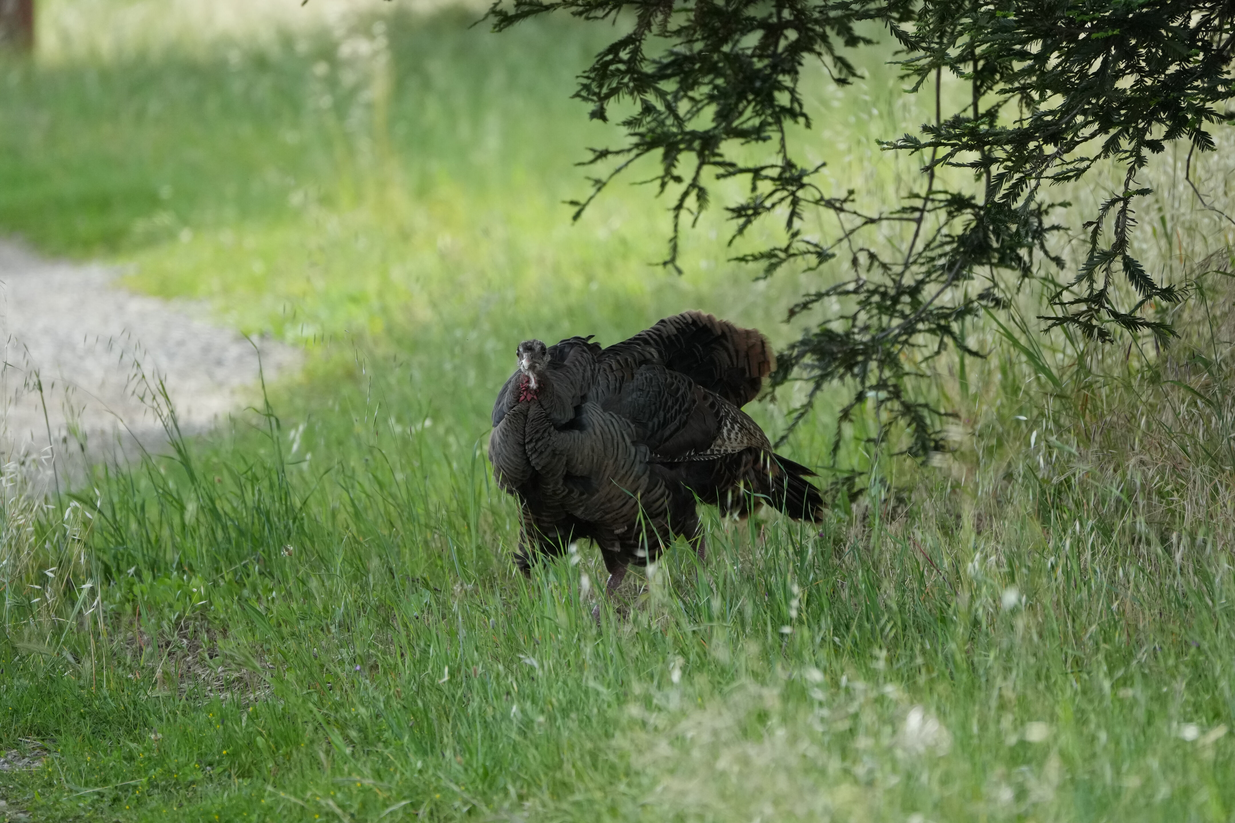 Lake Chabot Regional Park