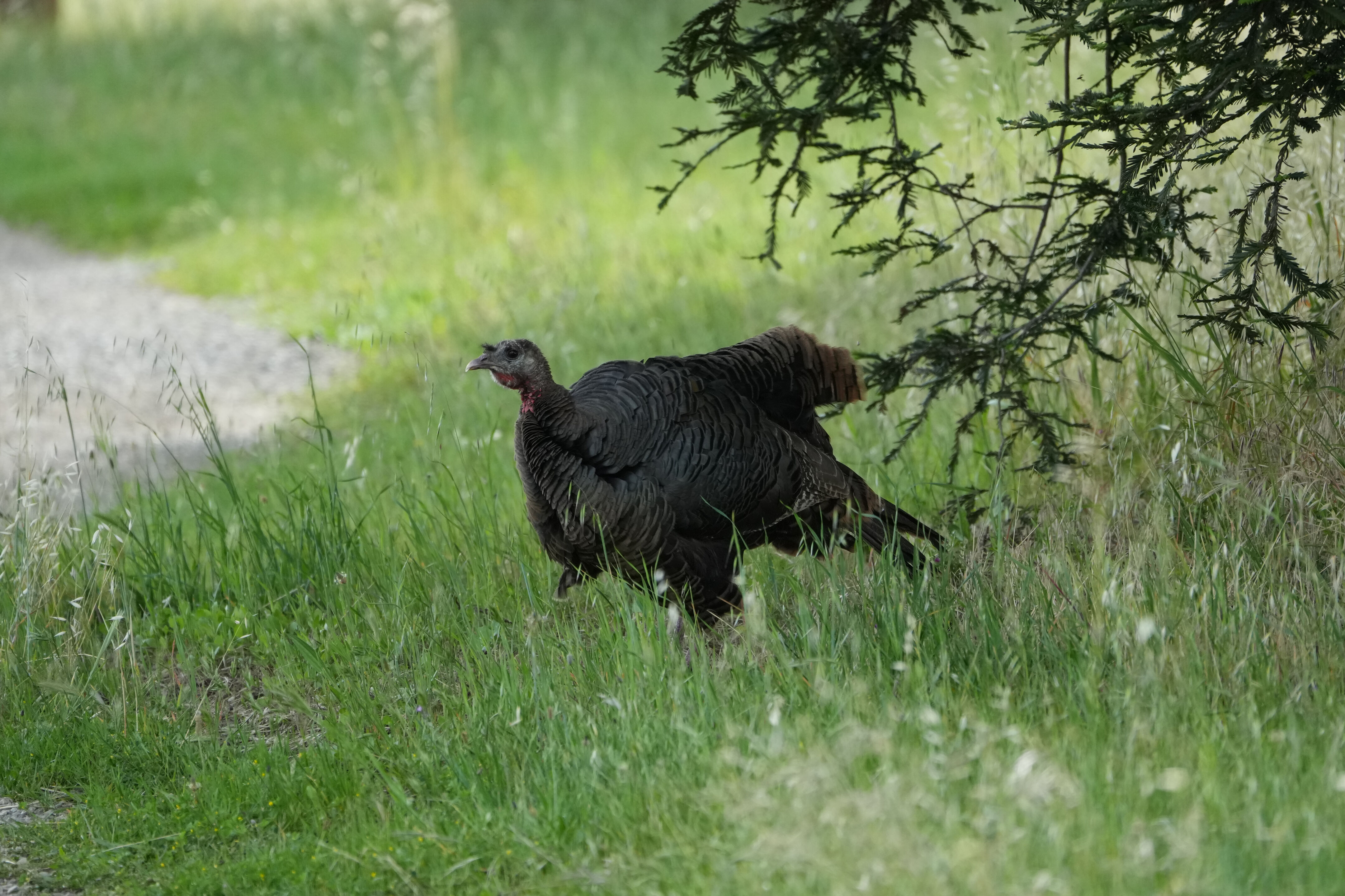 Lake Chabot Regional Park