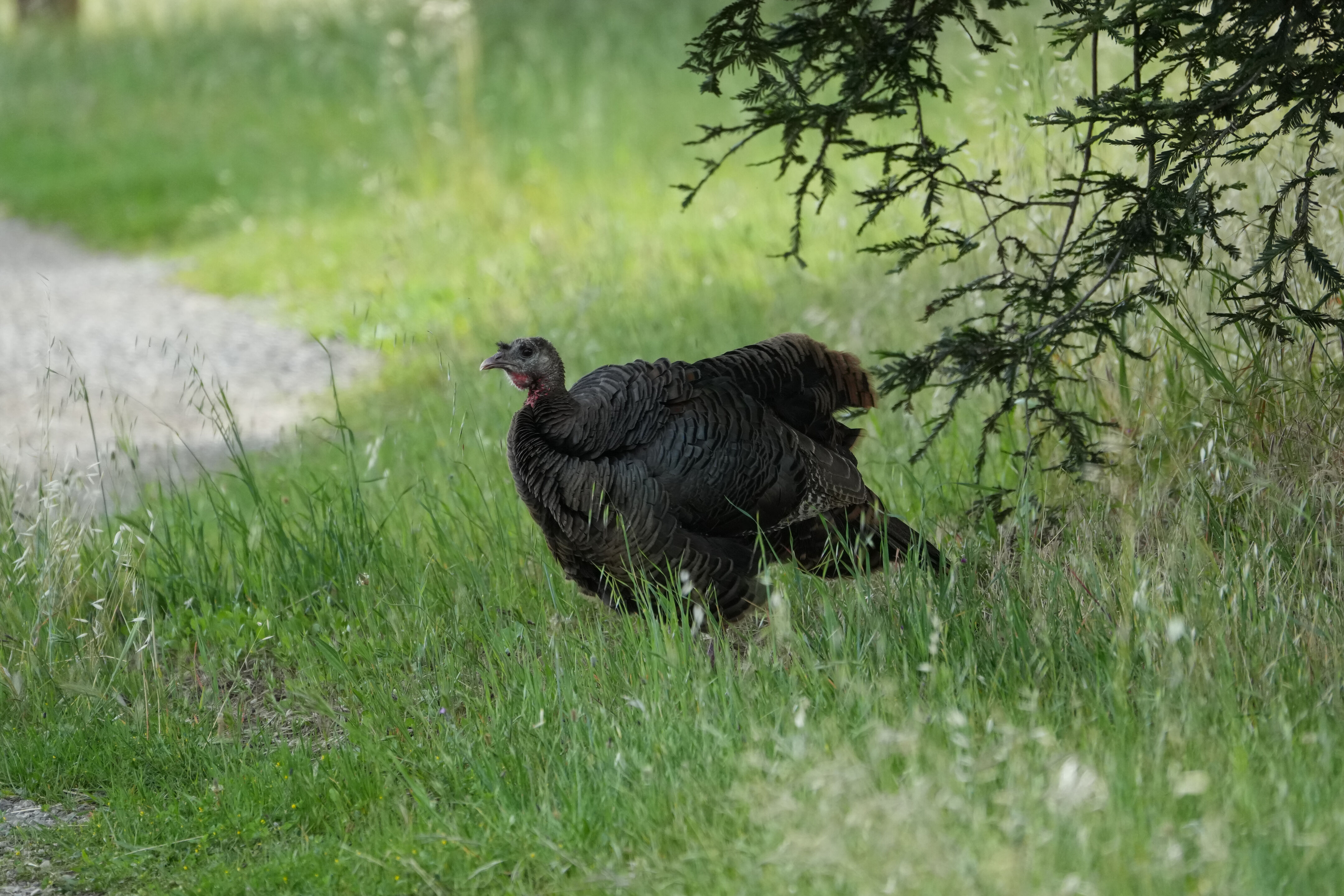 Lake Chabot Regional Park